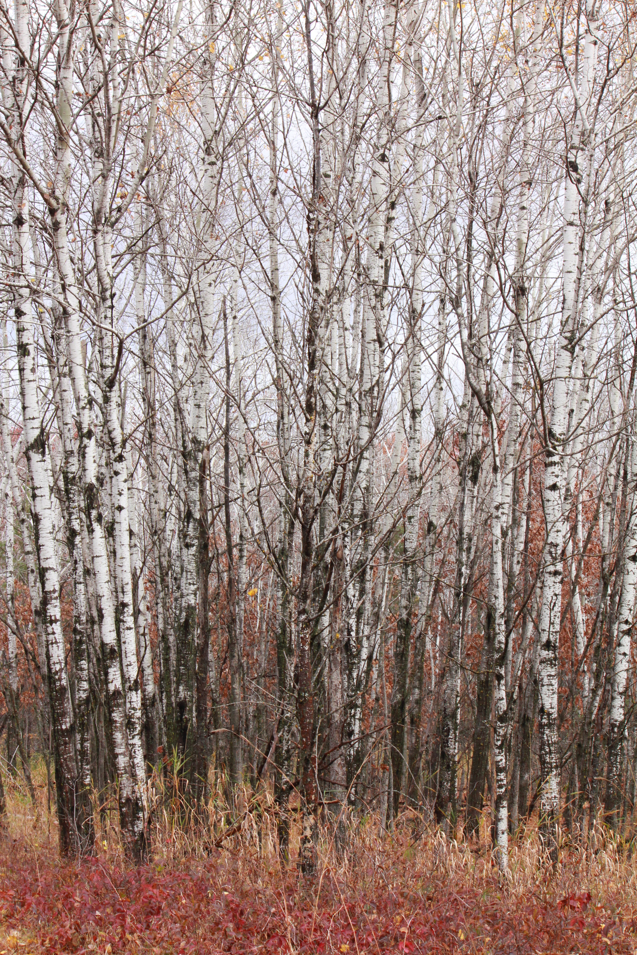 Canon EF-S 55-250mm F4-5.6 IS sample photo. Img photography
