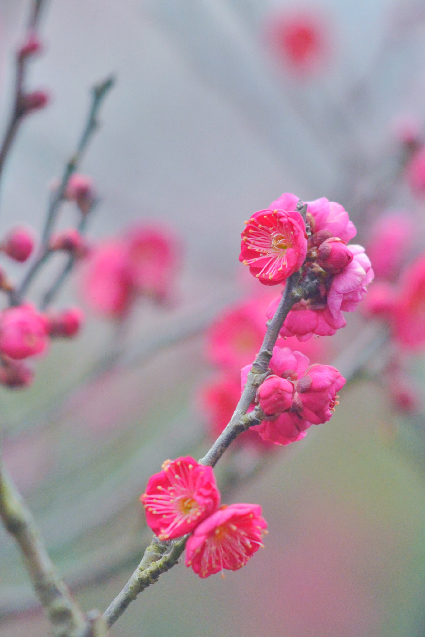 Nikon D7000 + AF Nikkor 50mm f/1.8 sample photo. Wintersweet photography