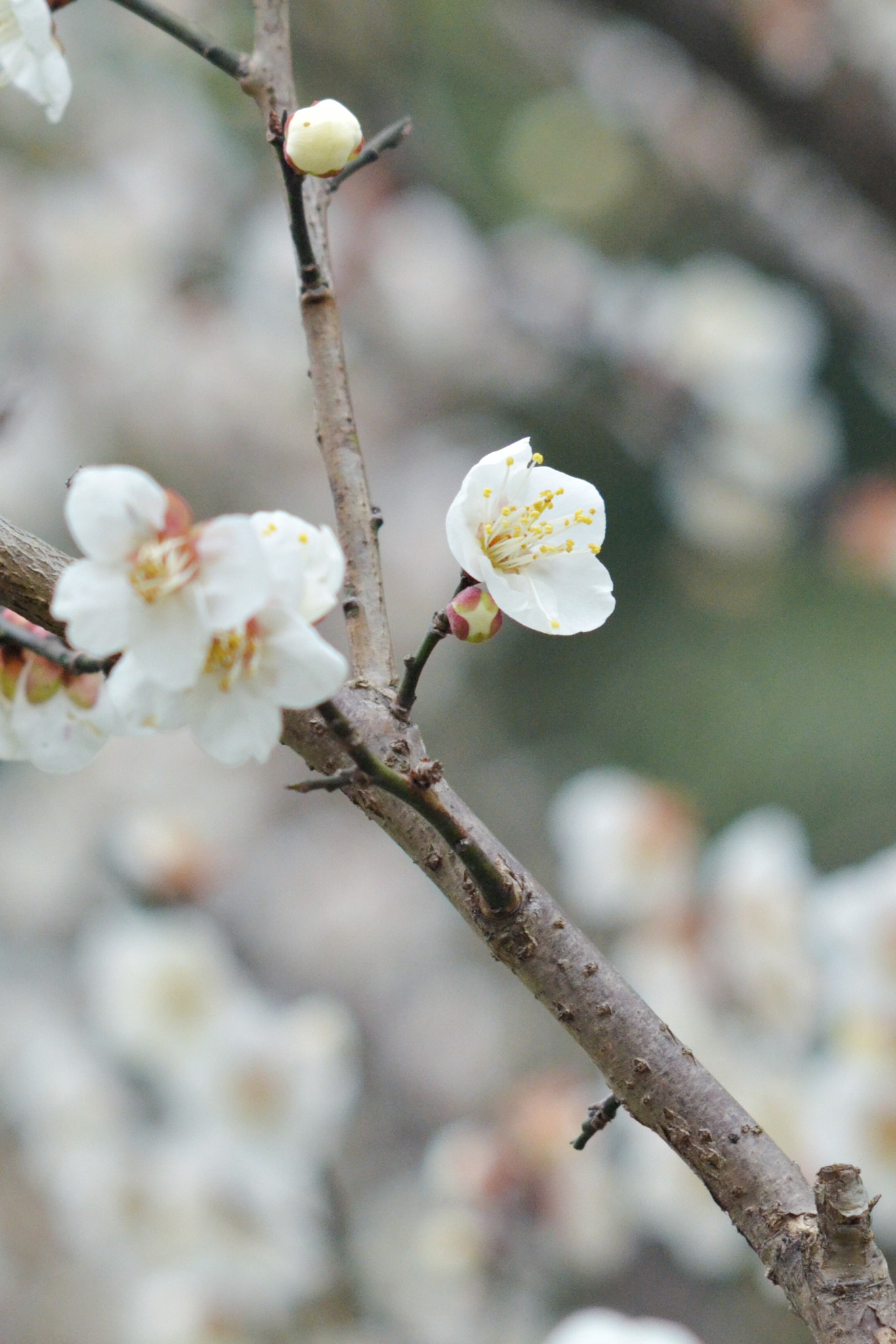 AF Nikkor 50mm f/1.8 sample photo. Wintersweet photography