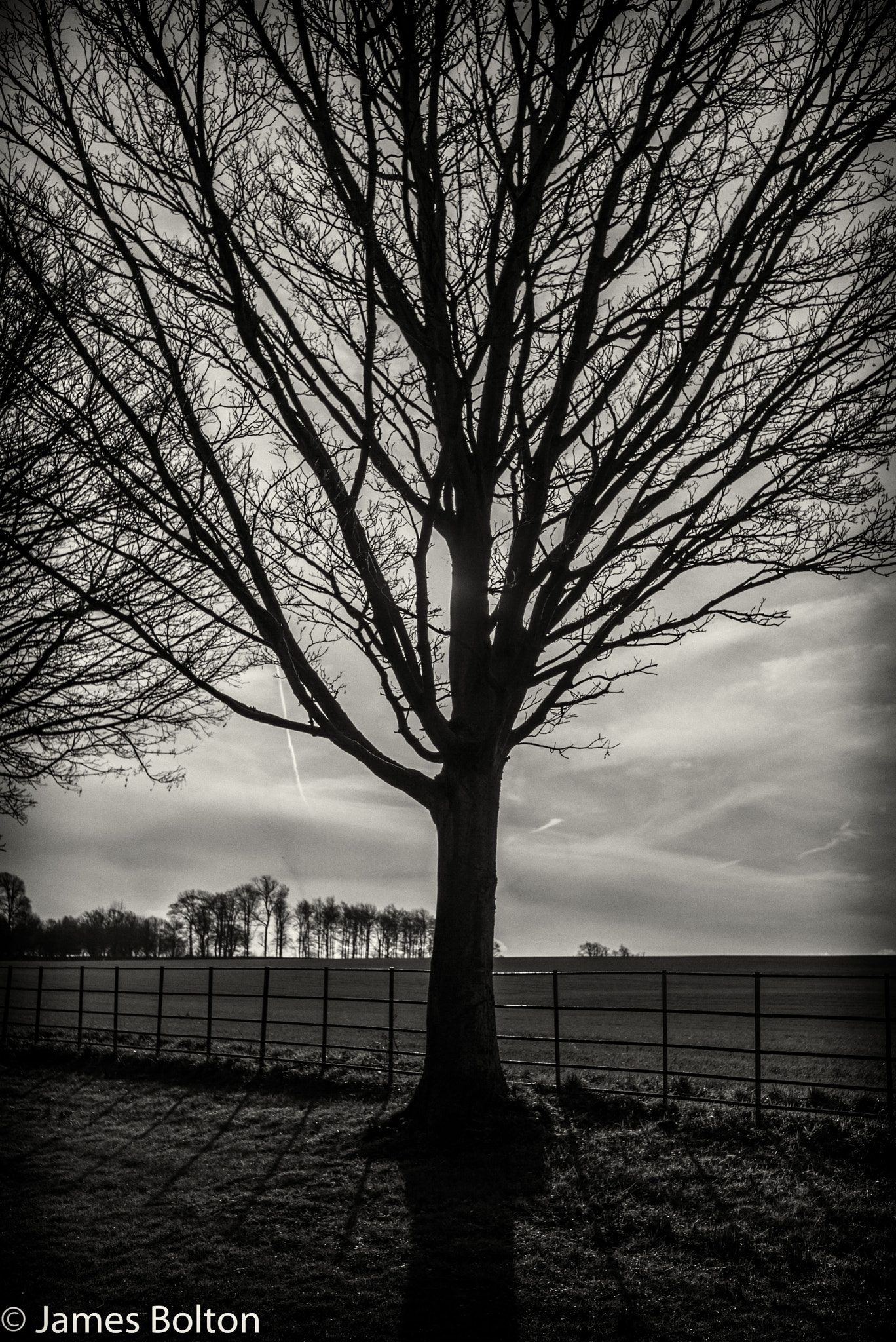 Leica Summarit-M 35mm F2.4 ASPH sample photo. Tree blocking the sun photography