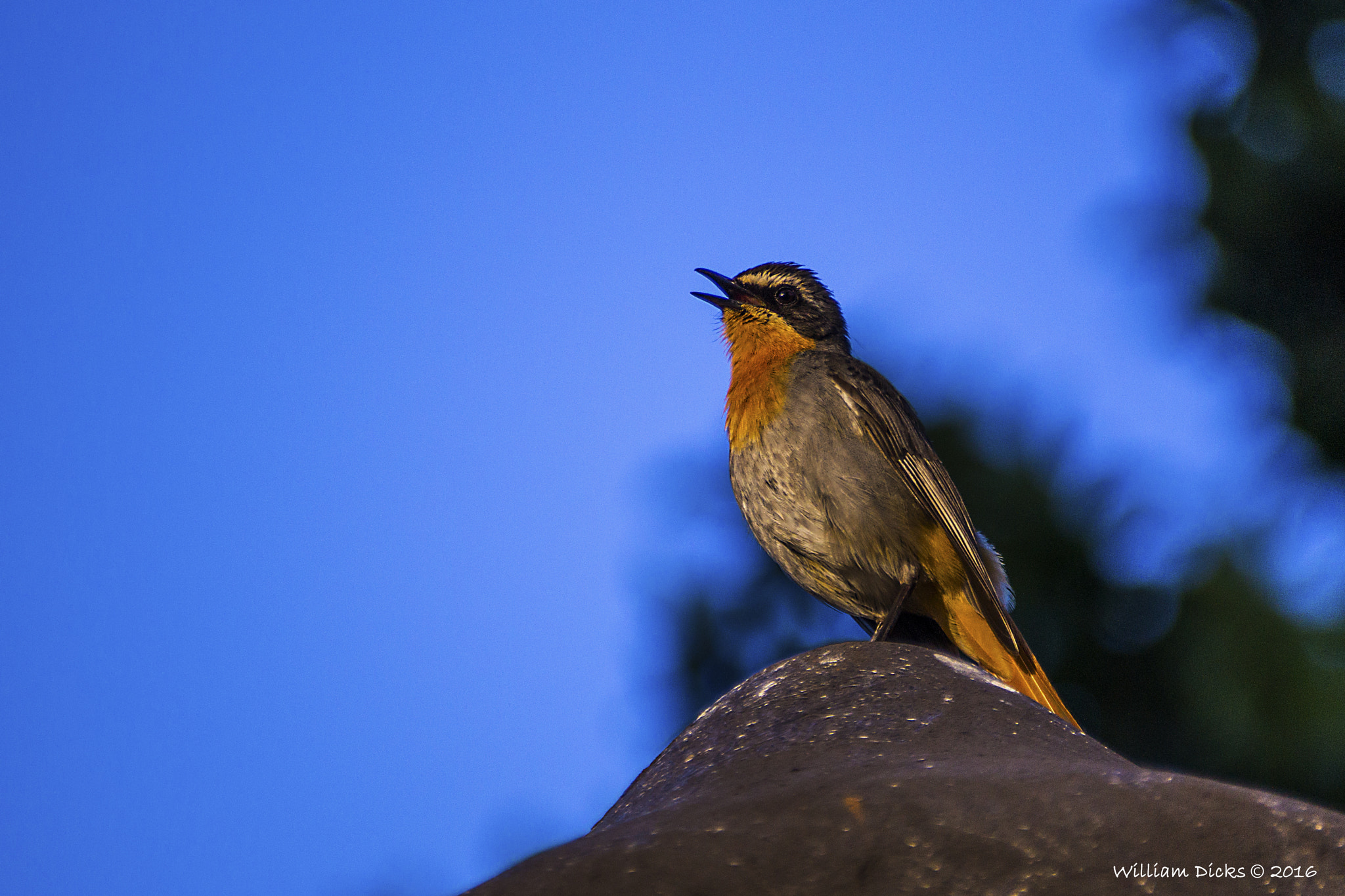 Sony SLT-A37 + Sony DT 55-300mm F4.5-5.6 SAM sample photo. Cape robin-chat photography