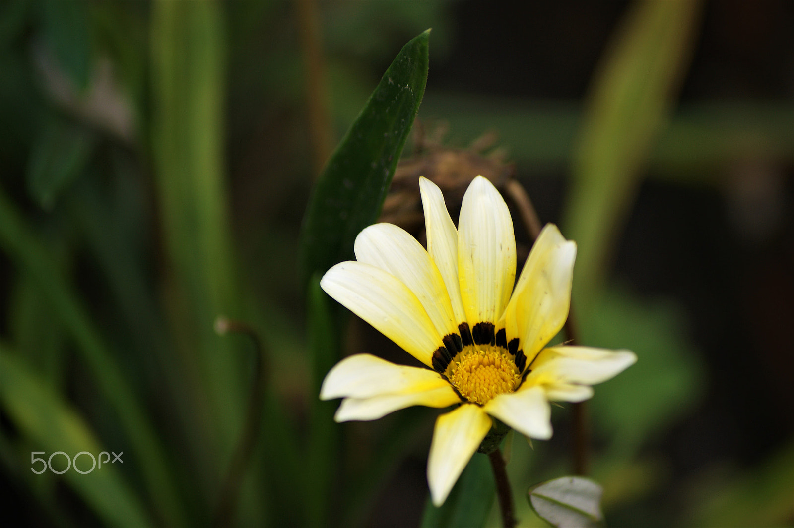 Sony DT 55-200mm F4-5.6 SAM sample photo. Flowers 41 photography