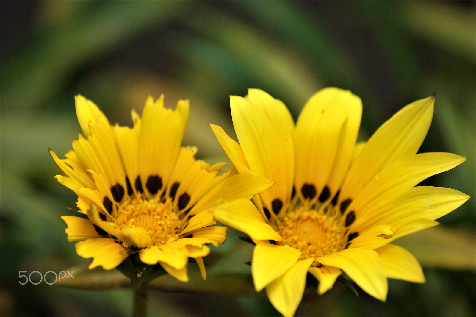 Sony Alpha DSLR-A390 + Sony DT 55-200mm F4-5.6 SAM sample photo. Flowers 42 photography