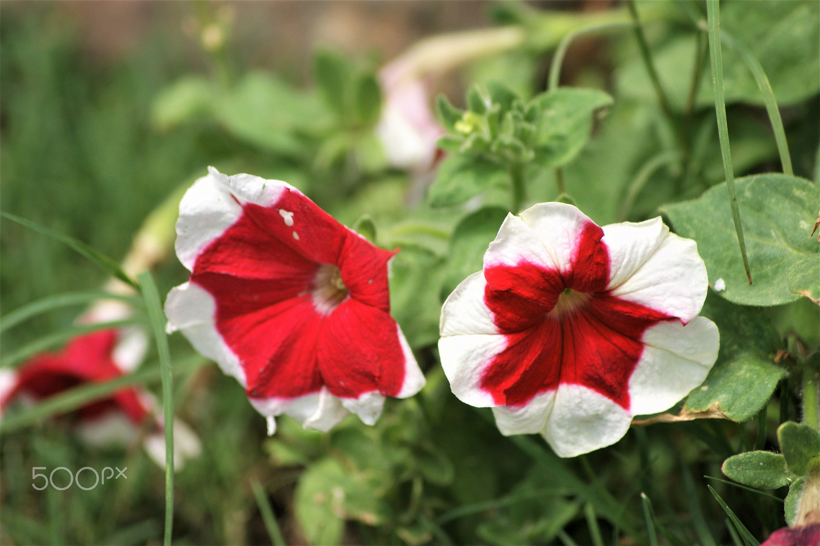 Sony Alpha DSLR-A390 + Sony DT 55-200mm F4-5.6 SAM sample photo. Flowers 43 photography