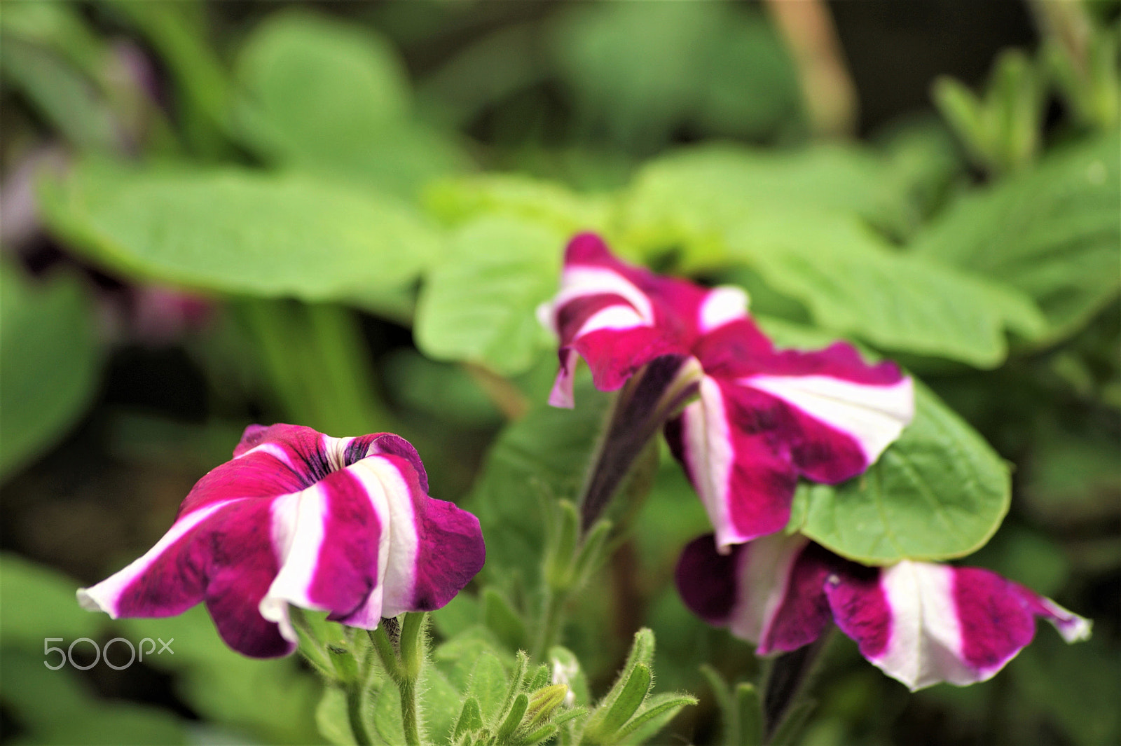 Sony Alpha DSLR-A390 + Sony DT 55-200mm F4-5.6 SAM sample photo. Flowers 44 photography
