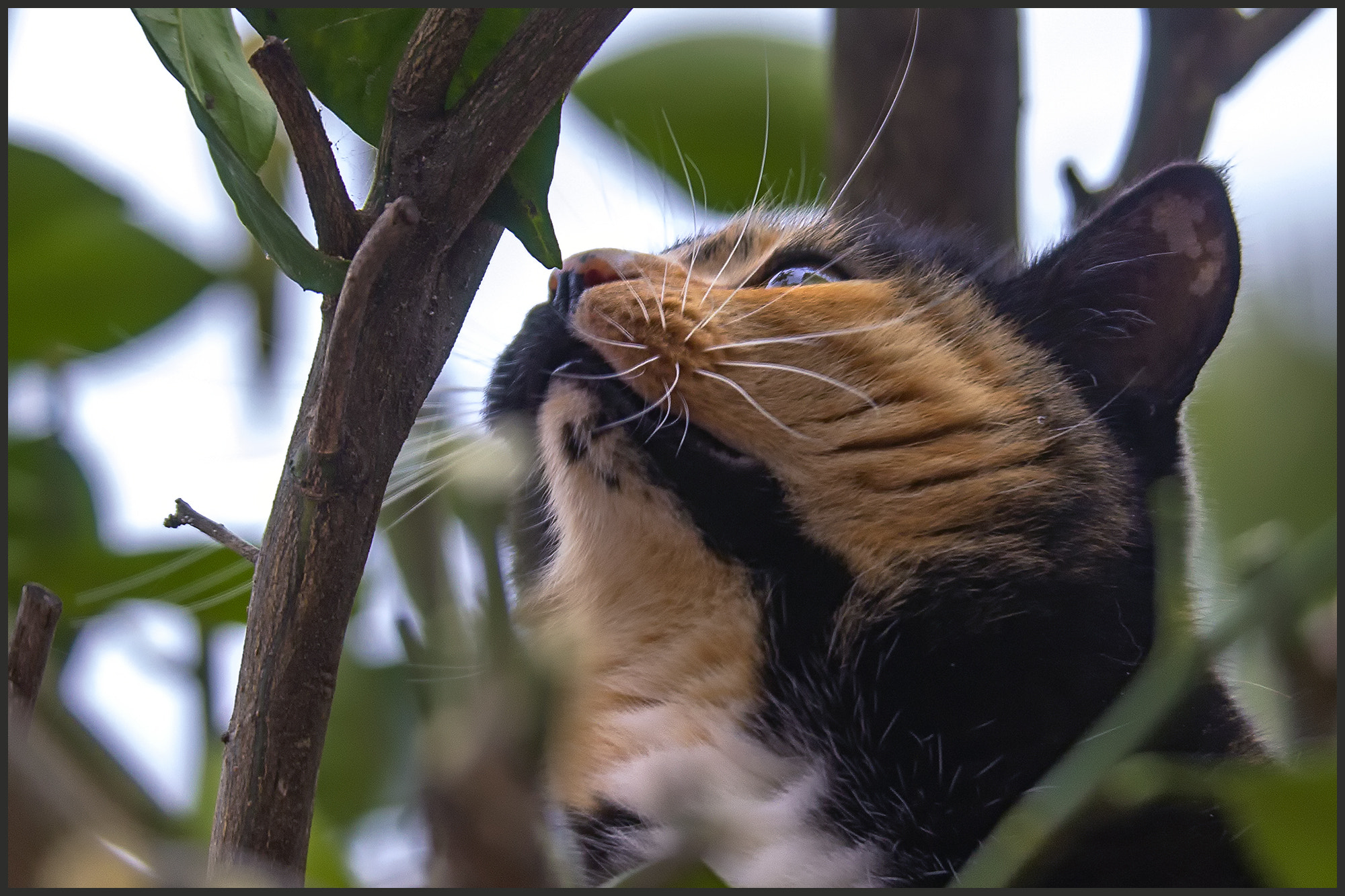 Canon EOS 60D sample photo. The hunt is always open - la caccia è sempre aperta photography
