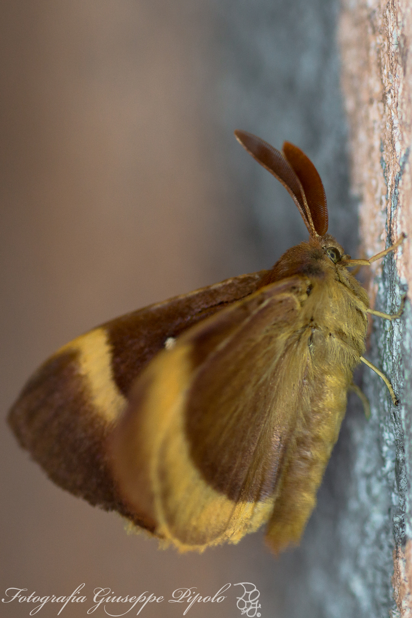 Sony SLT-A77 + Tamron SP AF 90mm F2.8 Di Macro sample photo. Lasiocampa quercus photography