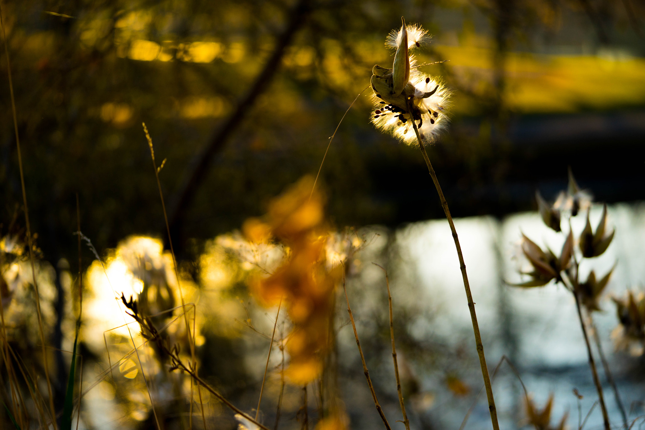 Sony a7R + Sony FE 90mm F2.8 Macro G OSS sample photo. Autumn photography