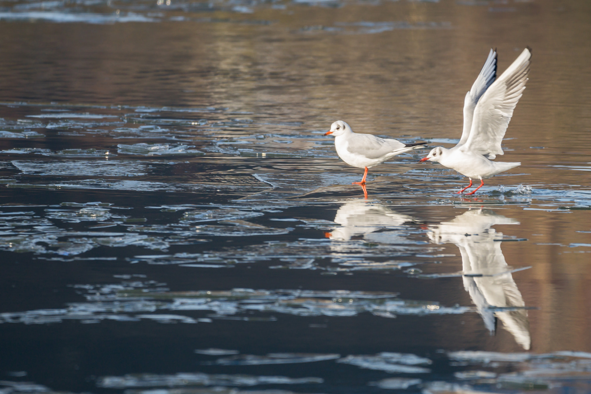 150-600mm F5-6.3 DG OS HSM | Contemporary 015 sample photo. Mouettes sur deule gelée 2 photography