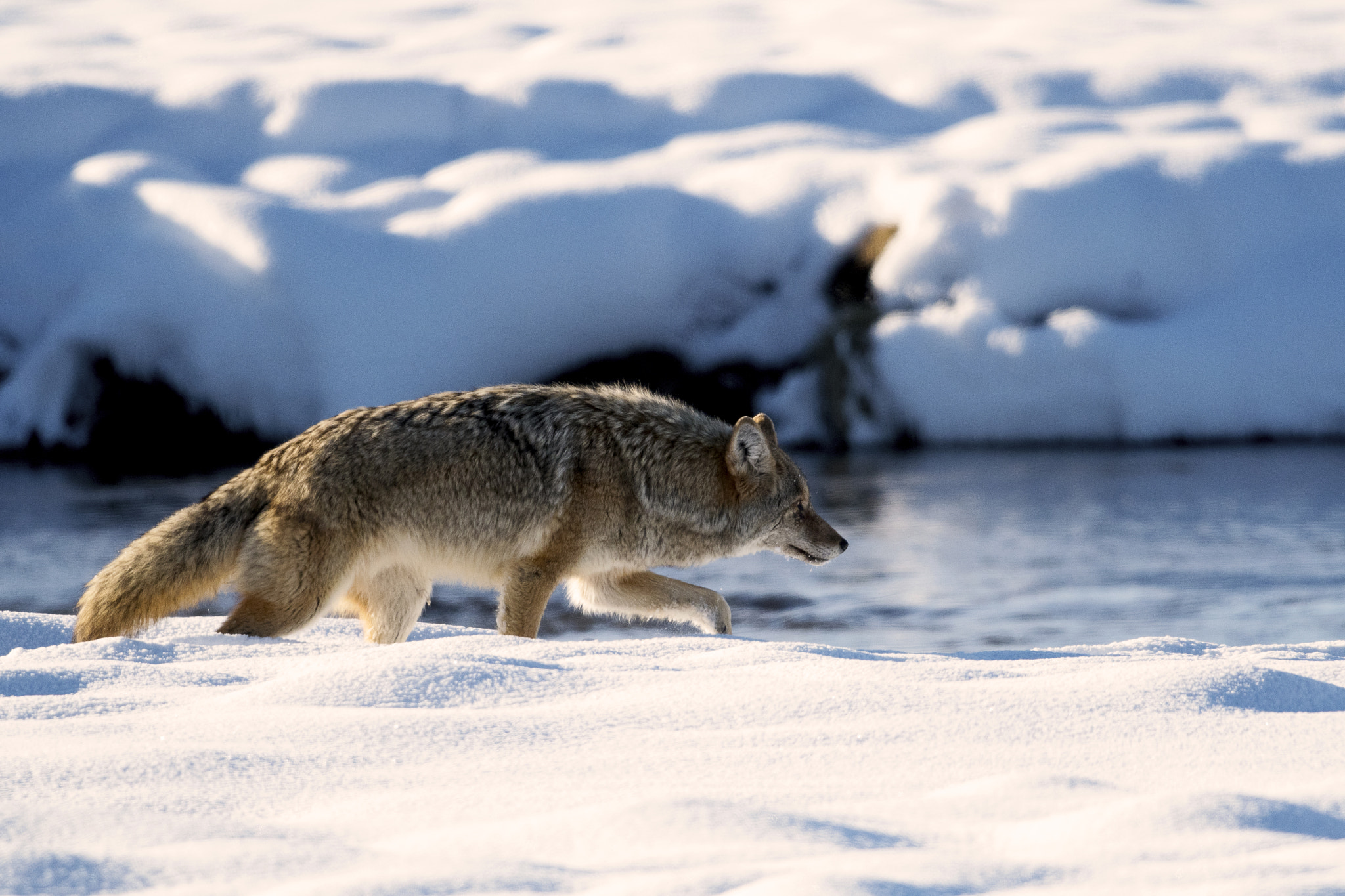Nikon AF-S Nikkor 800mm F5.6E FL ED VR sample photo. Yellowstone in winter photography