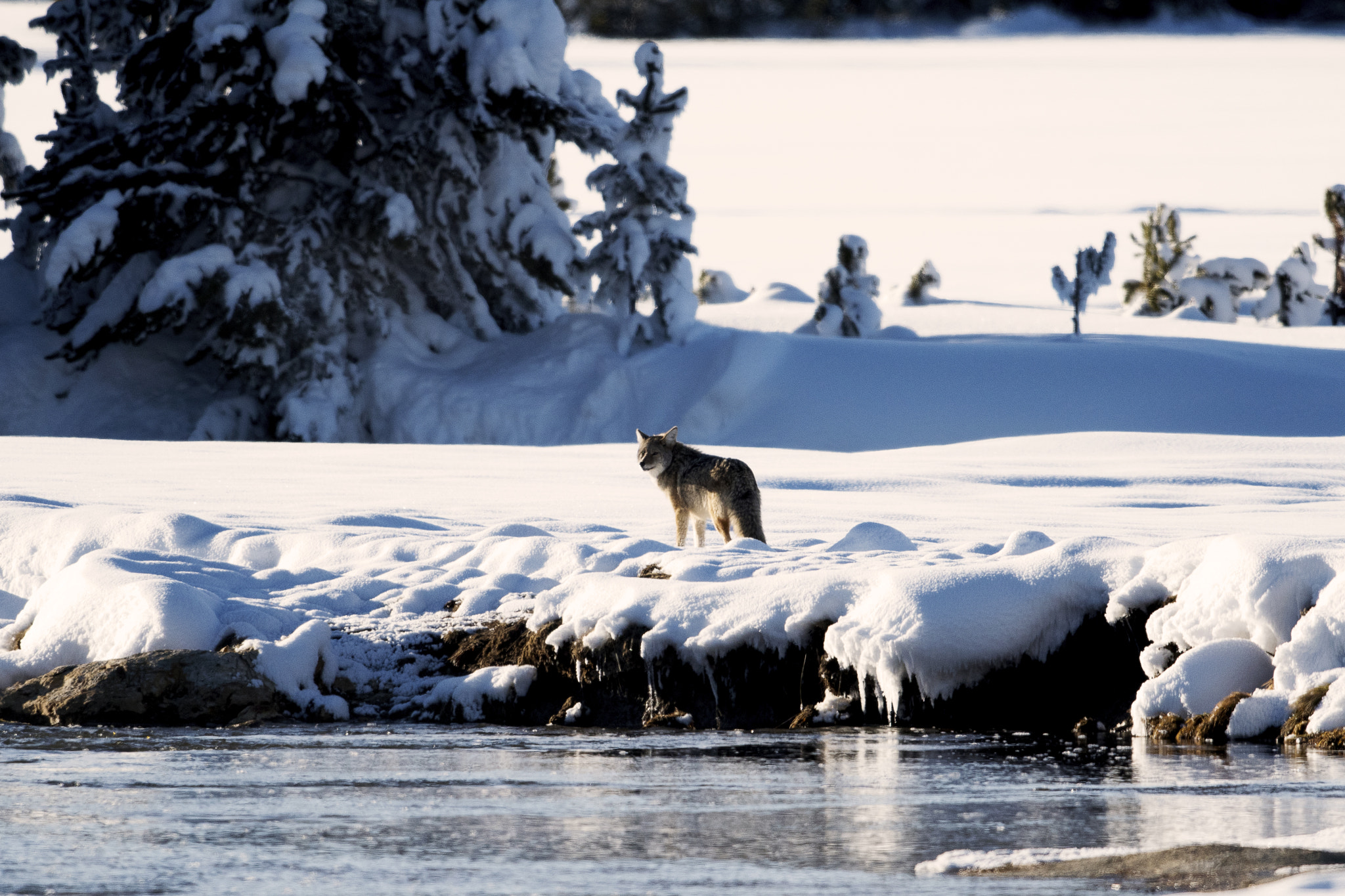 Nikon AF-S Nikkor 800mm F5.6E FL ED VR sample photo. Yellowstone in winter photography