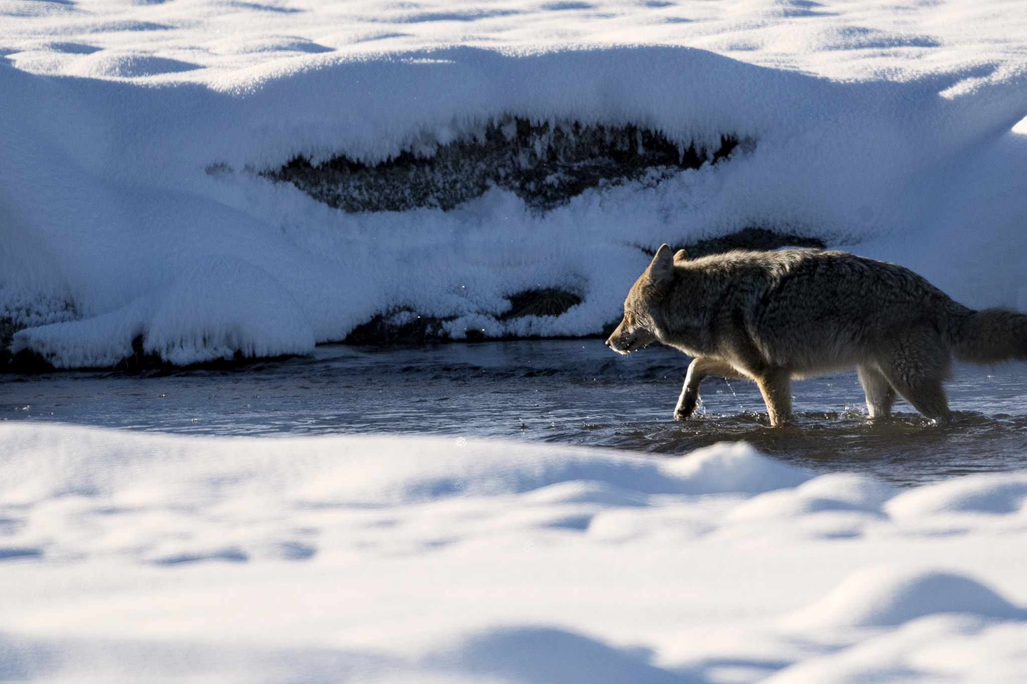 Nikon D500 + Nikon AF-S Nikkor 800mm F5.6E FL ED VR sample photo. Yellowstone in winter photography