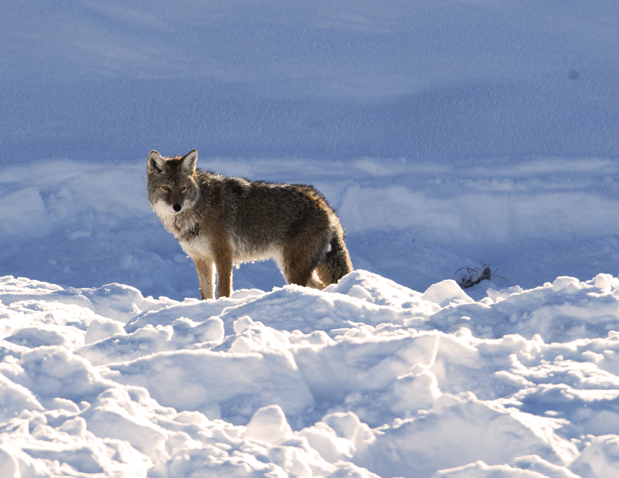 Nikon D500 + Nikon AF-S Nikkor 800mm F5.6E FL ED VR sample photo. Yellowstone in winter photography