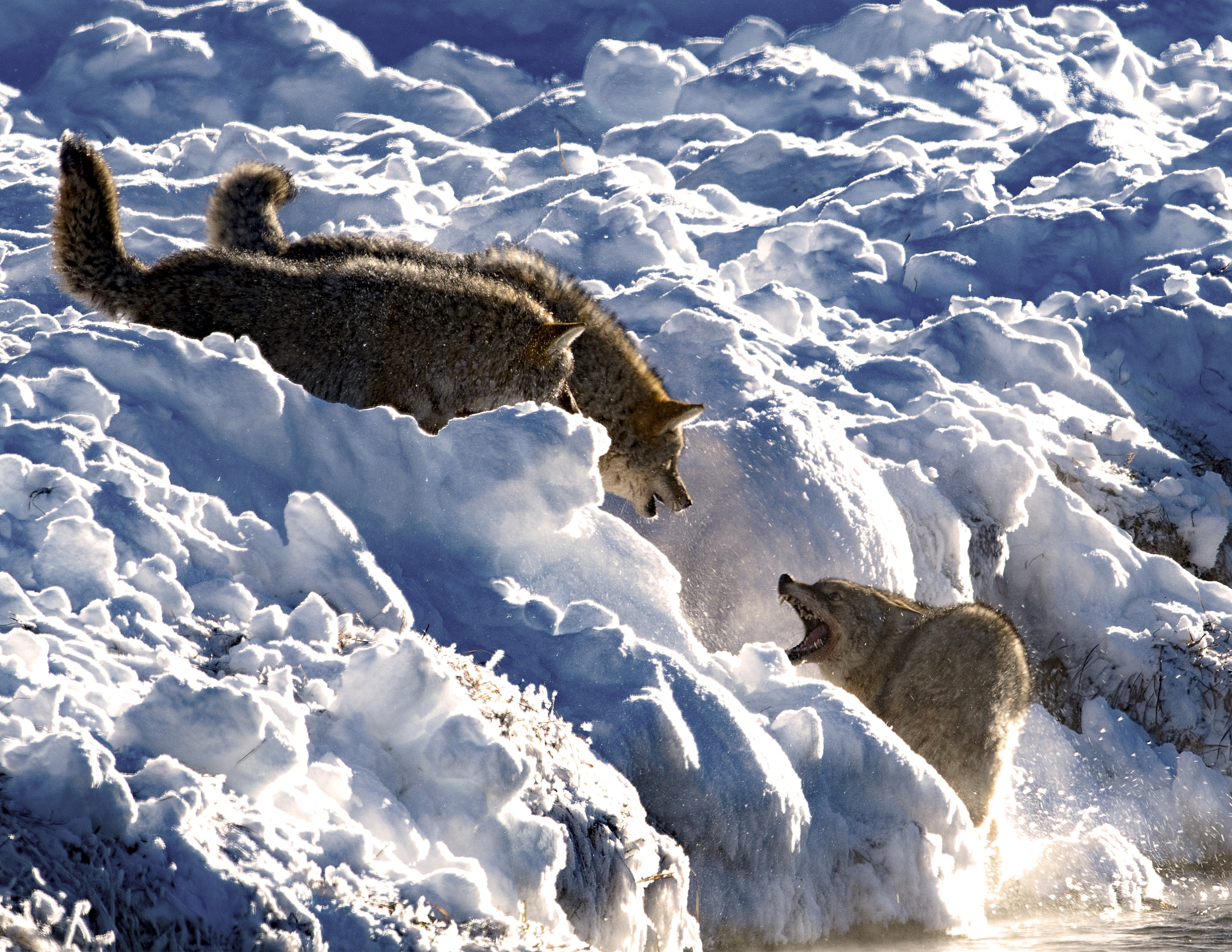 Nikon AF-S Nikkor 800mm F5.6E FL ED VR sample photo. Yellowstone in winter photography