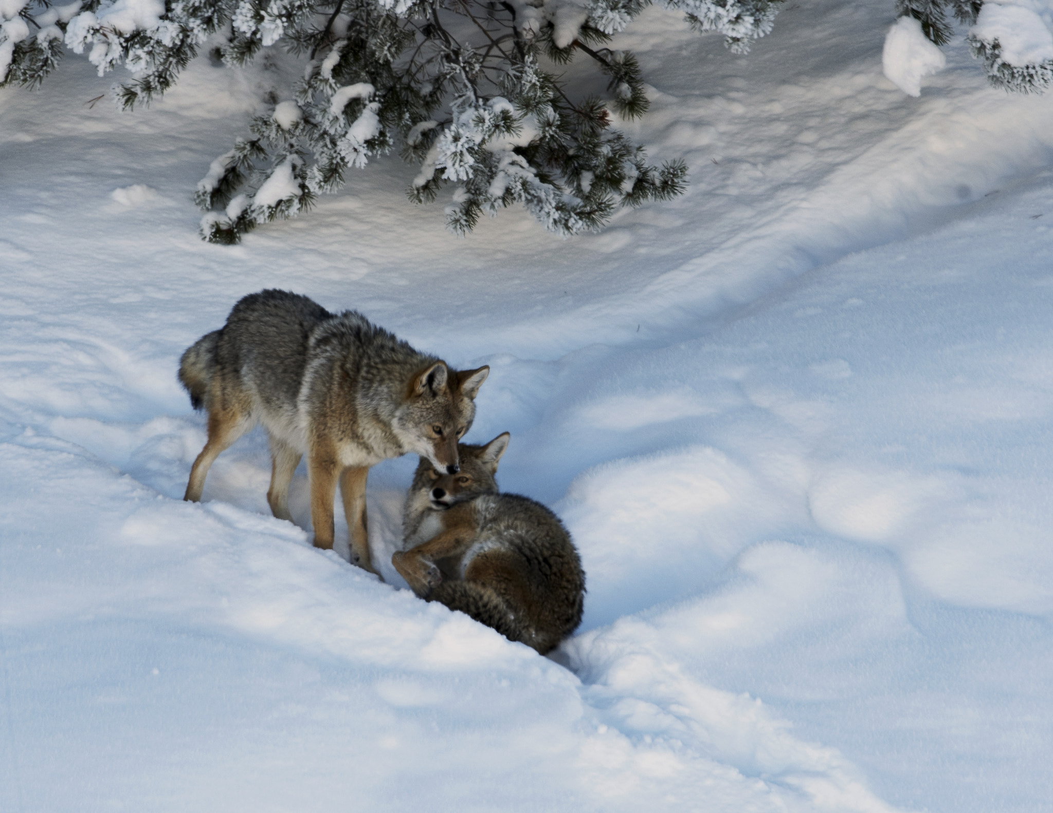Nikon AF-S Nikkor 800mm F5.6E FL ED VR sample photo. Yellowstone in winter photography