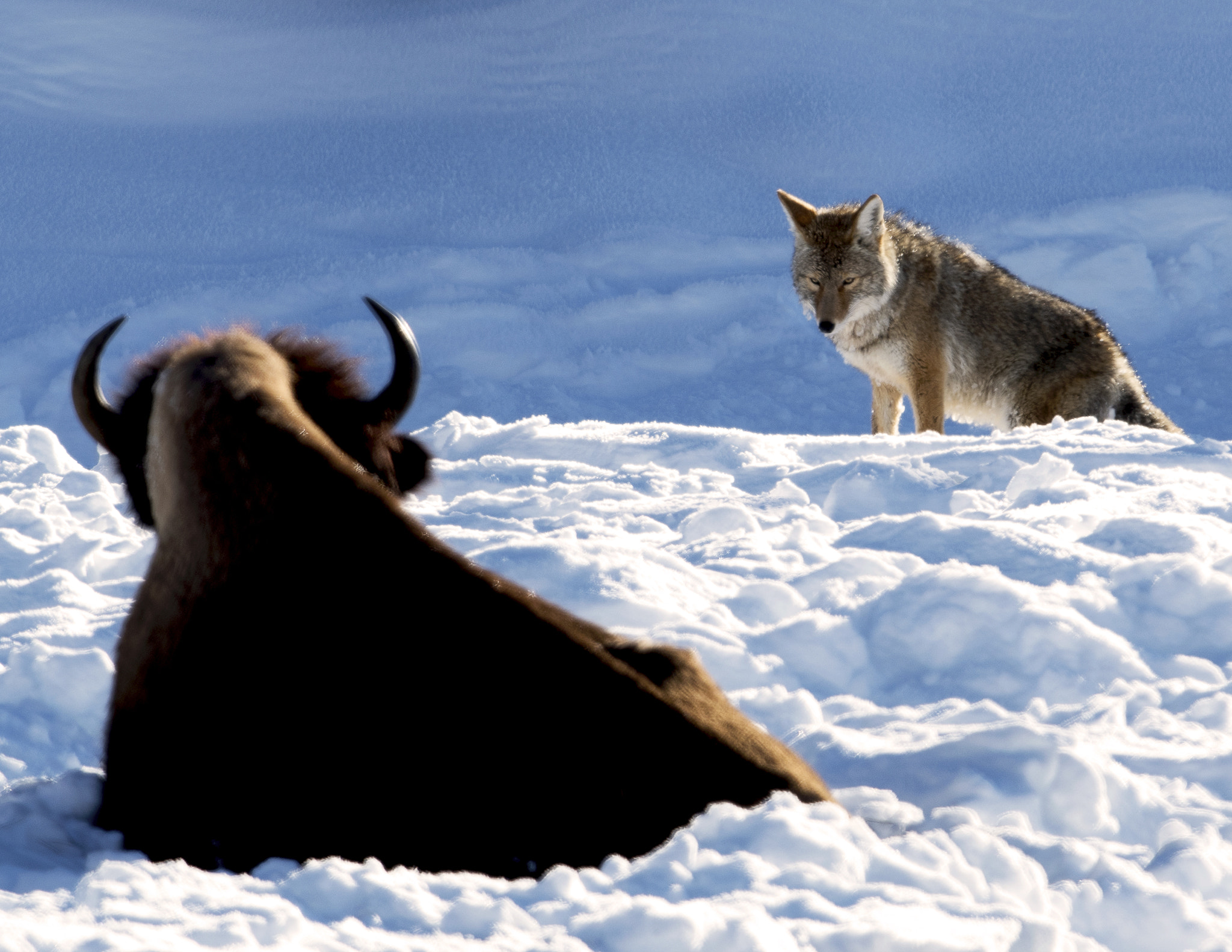 Nikon AF-S Nikkor 800mm F5.6E FL ED VR sample photo. Yellowstone in winter photography