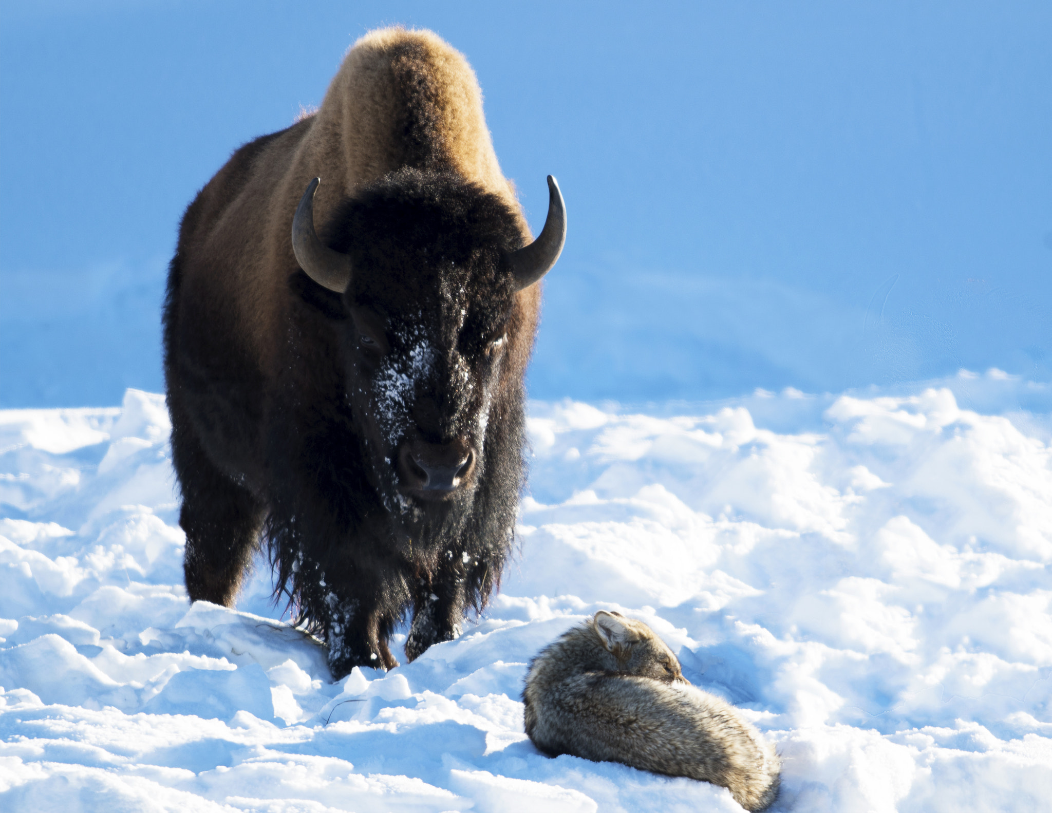 Nikon AF-S Nikkor 800mm F5.6E FL ED VR sample photo. Yellowstone in winter photography