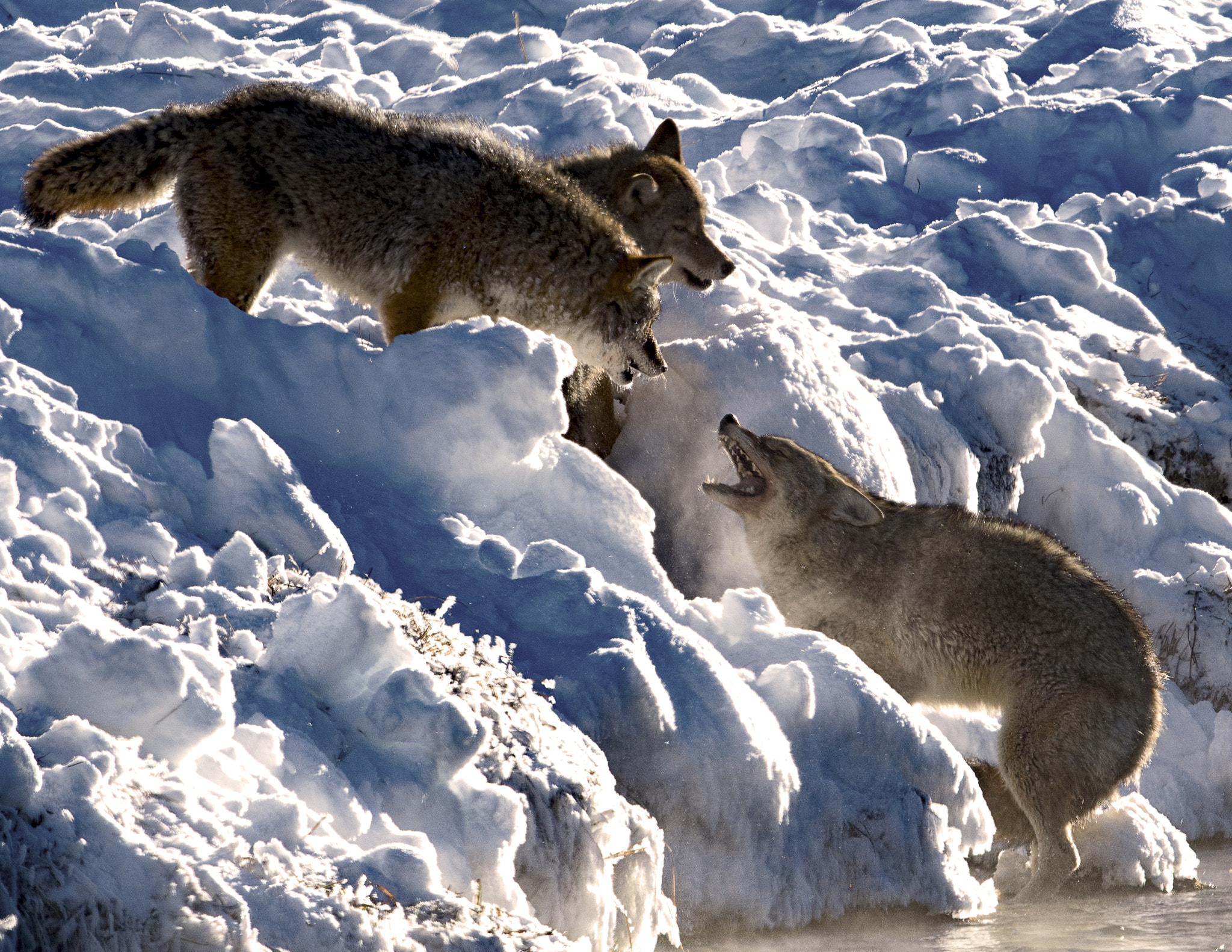 Nikon AF-S Nikkor 800mm F5.6E FL ED VR sample photo. Yellowstone in winter photography