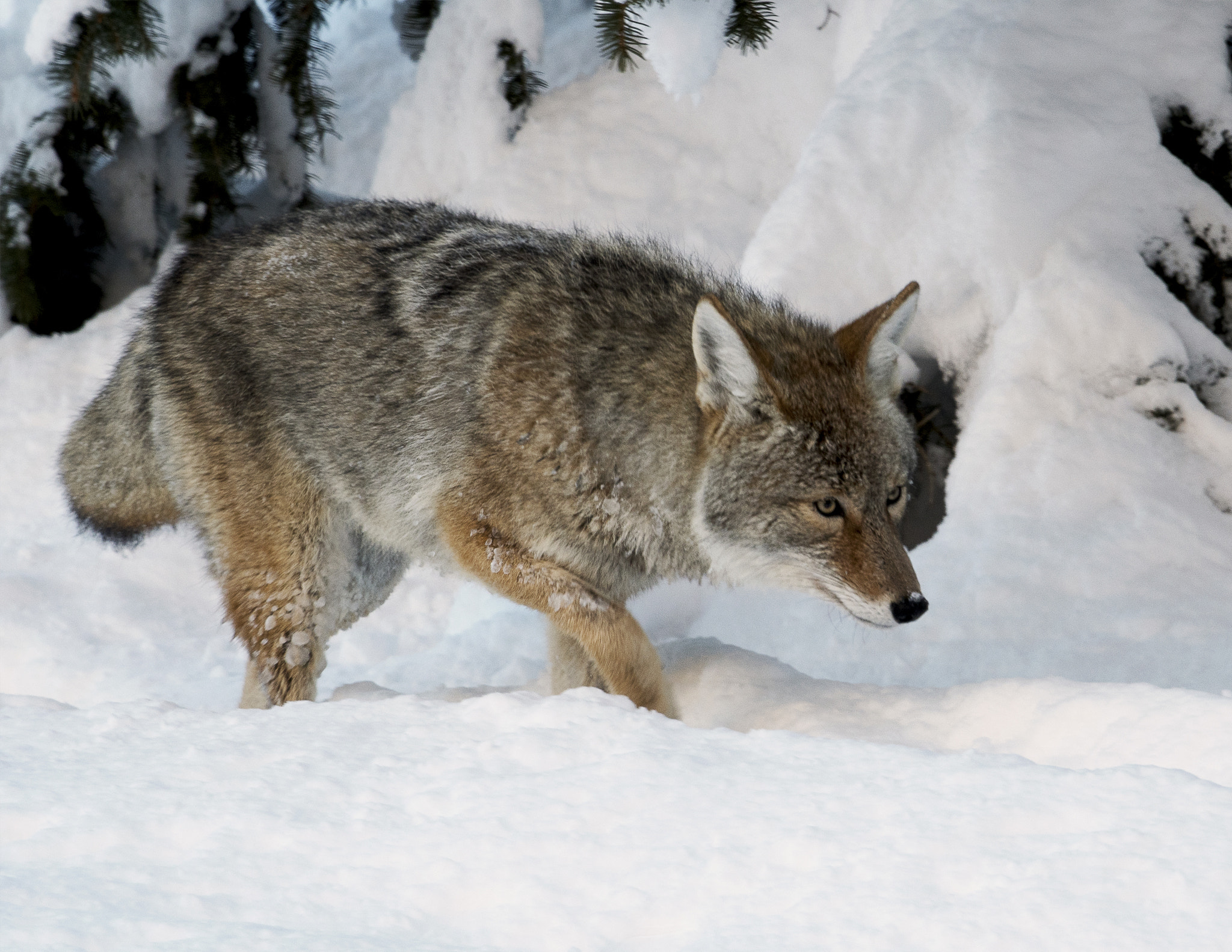 Nikon D500 + Nikon AF-S Nikkor 800mm F5.6E FL ED VR sample photo. Yellowstone in winter photography