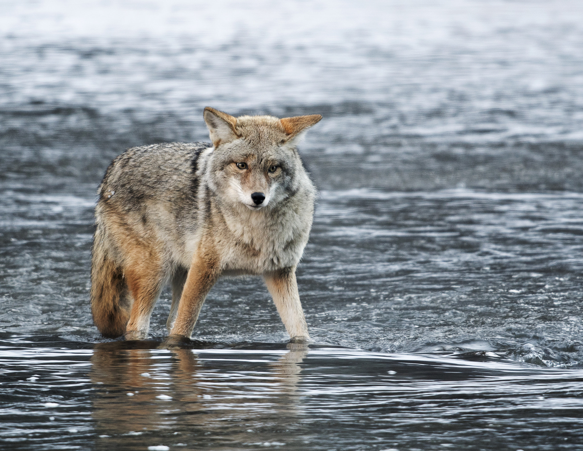 Nikon D500 + Nikon AF-S Nikkor 800mm F5.6E FL ED VR sample photo. Yellowstone in winter photography