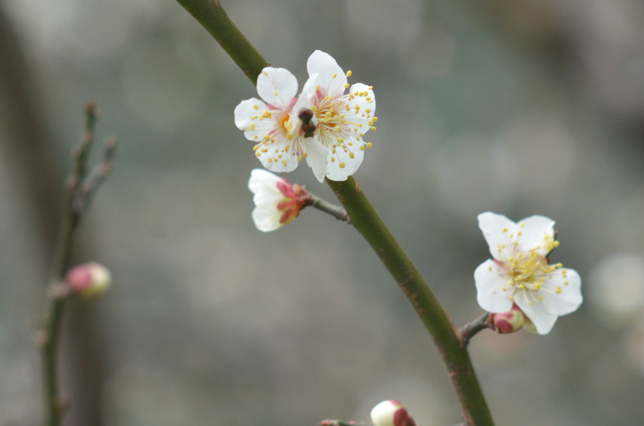 Nikon D7000 + AF Nikkor 50mm f/1.8 sample photo. Wintersweet photography