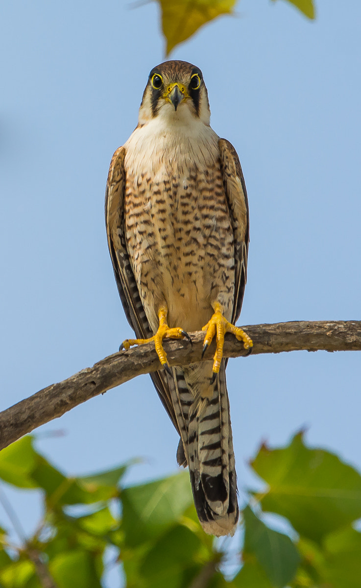Nikon AF-S Nikkor 600mm F4G ED VR sample photo. Red-necked falcon photography