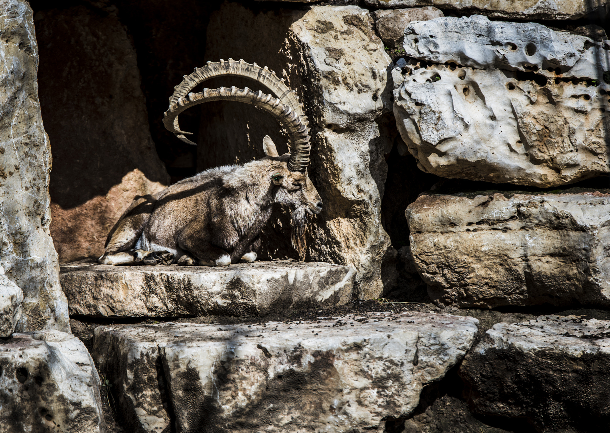 Tamron SP 70-200mm F2.8 Di VC USD sample photo. Capra ibex photography