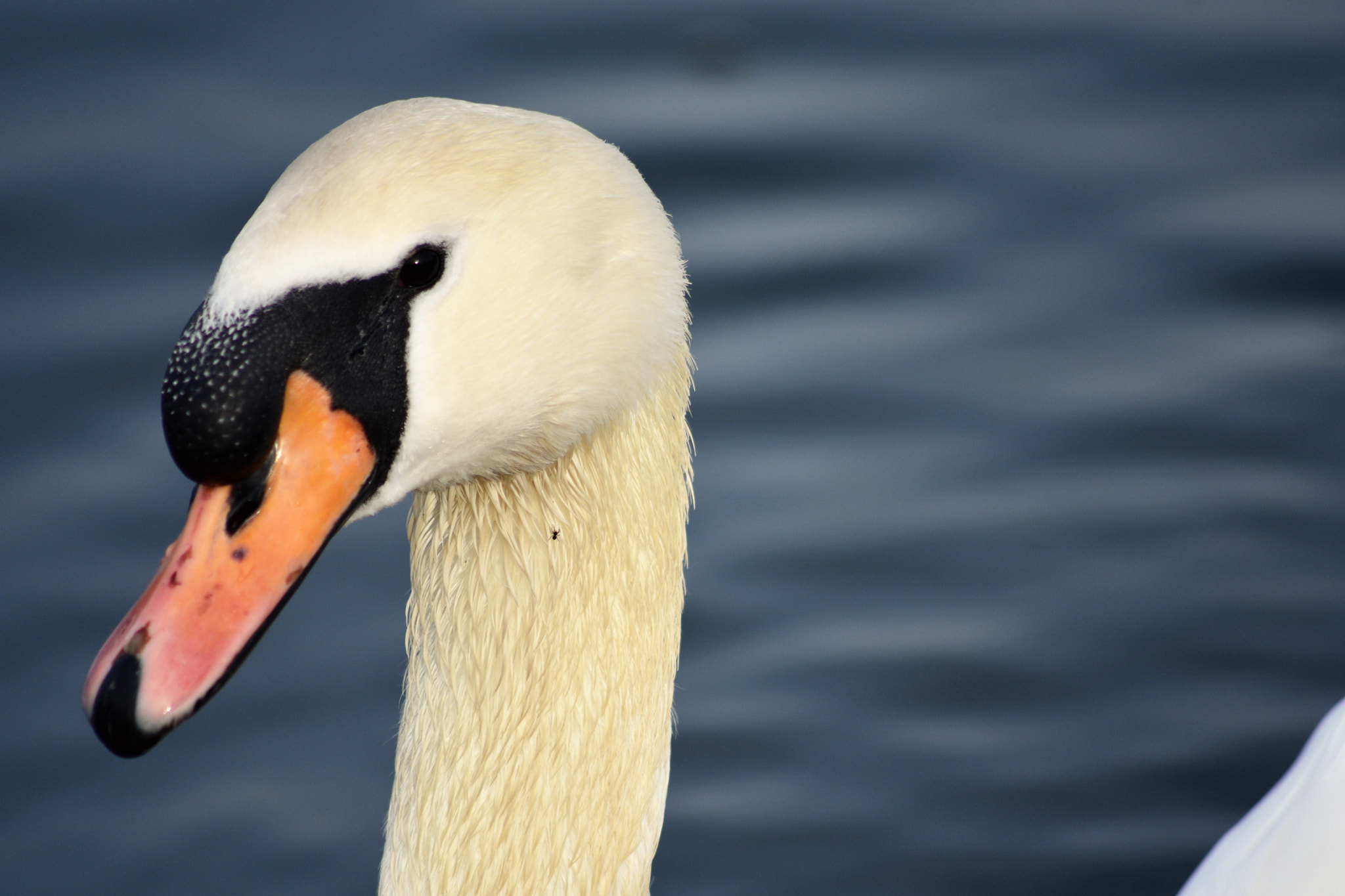 Sigma 70-300mm F4-5.6 APO DG Macro sample photo. Swan spider photography