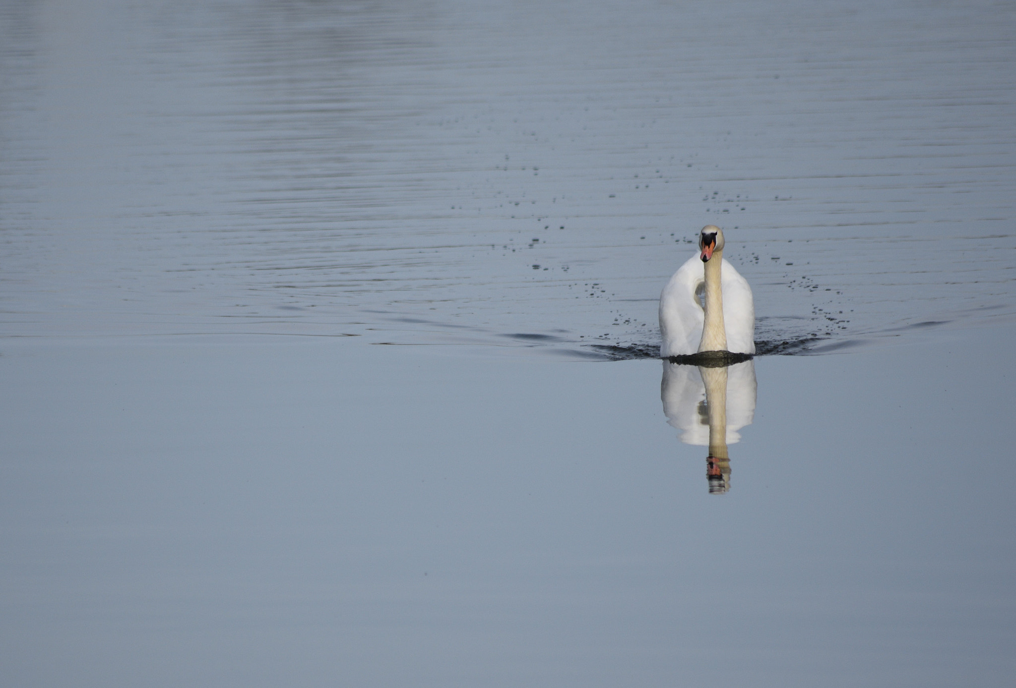 Sigma 70-300mm F4-5.6 APO DG Macro sample photo. Swan reflection photography