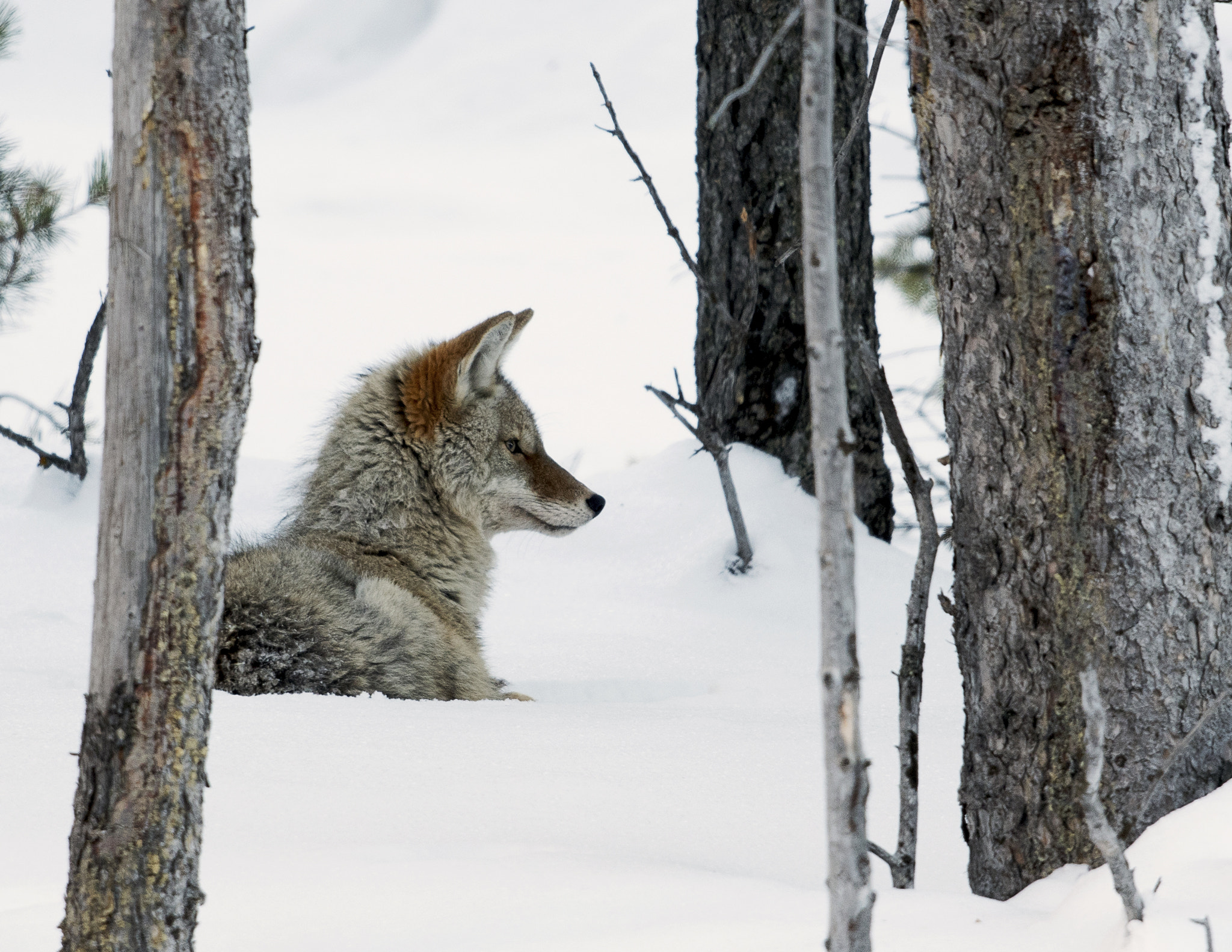 Nikon AF-S Nikkor 800mm F5.6E FL ED VR sample photo. Yellowstone in winter photography