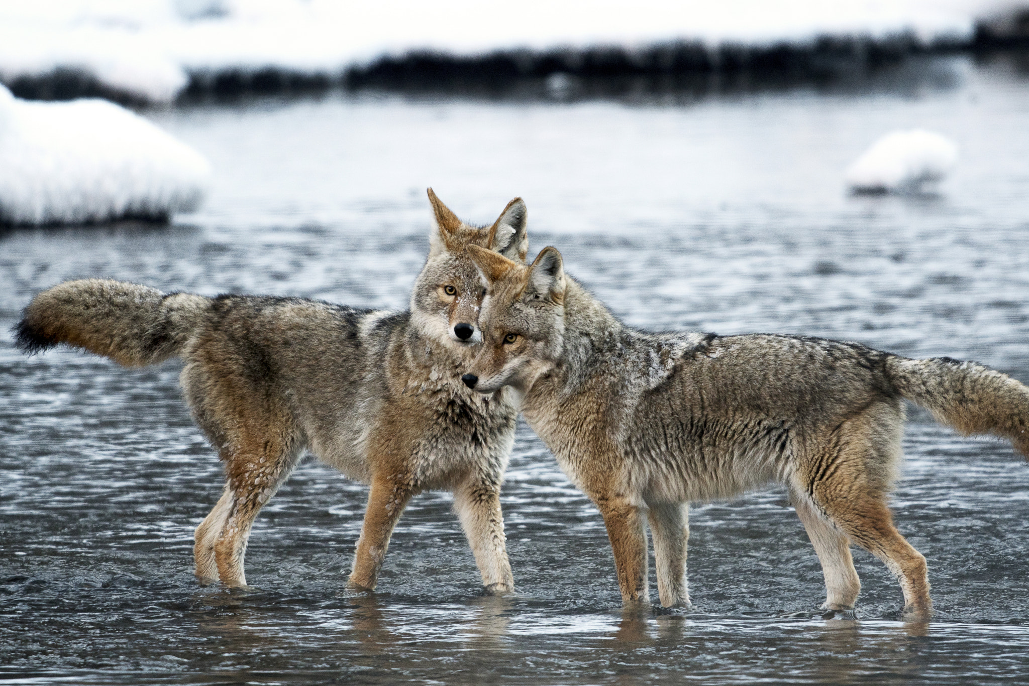 Nikon D500 + Nikon AF-S Nikkor 800mm F5.6E FL ED VR sample photo. Yellowstone in winter photography