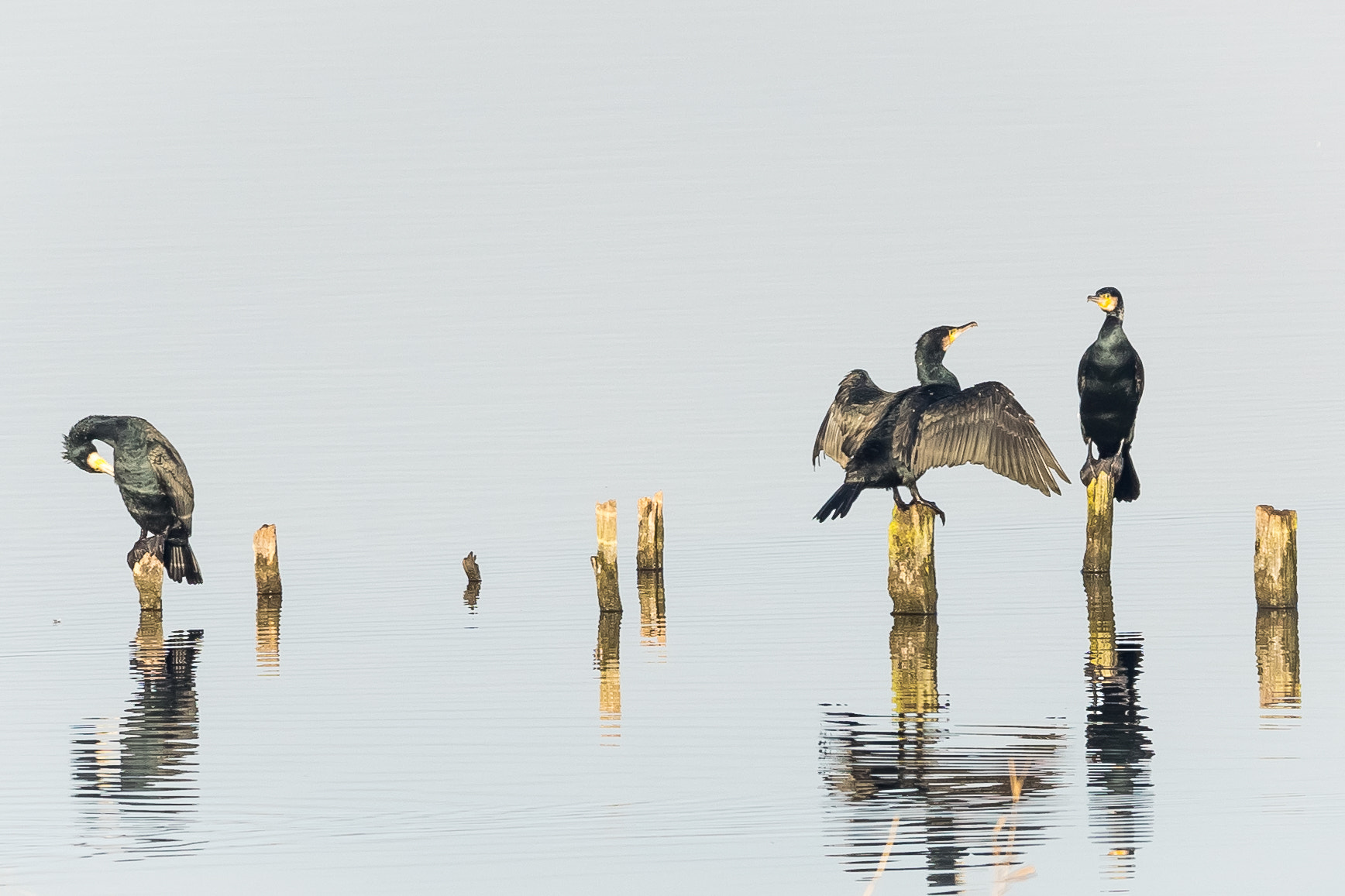 150-600mm F5-6.3 DG OS HSM | Contemporary 015 sample photo. Marais verniers _ cormorans photography