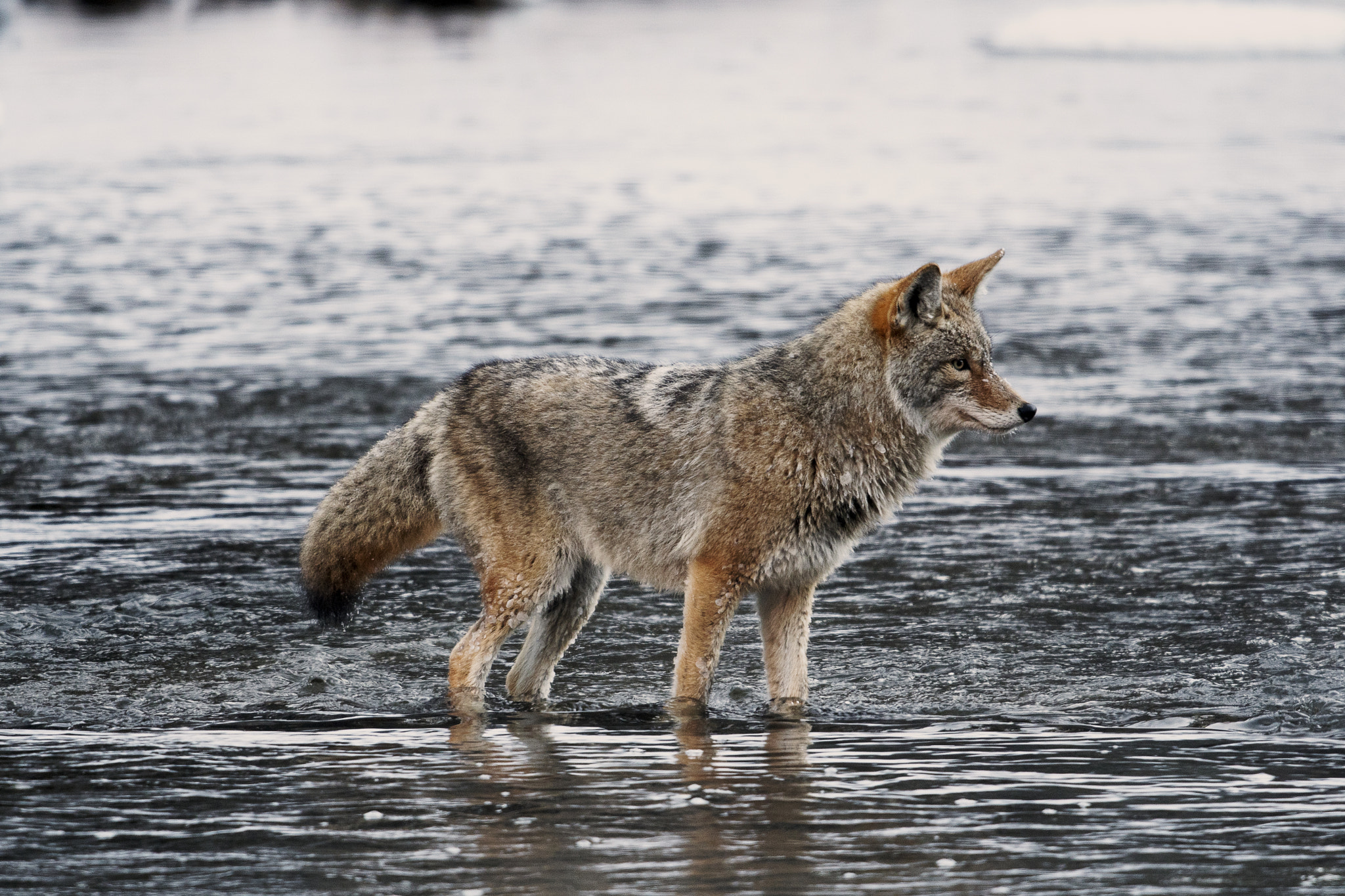 Nikon AF-S Nikkor 800mm F5.6E FL ED VR sample photo. Yellowstone in winter photography