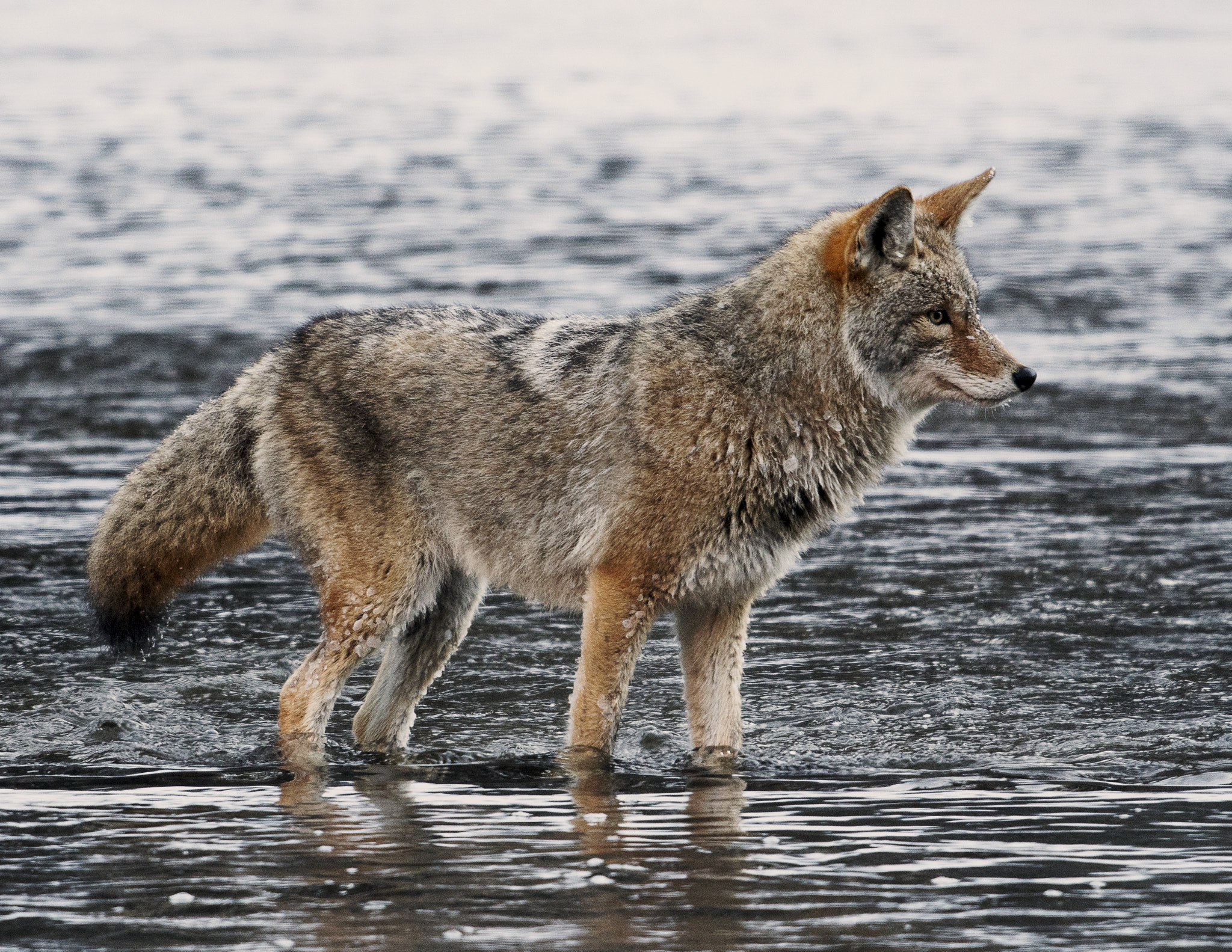 Nikon AF-S Nikkor 800mm F5.6E FL ED VR sample photo. Yellowstone in winter photography