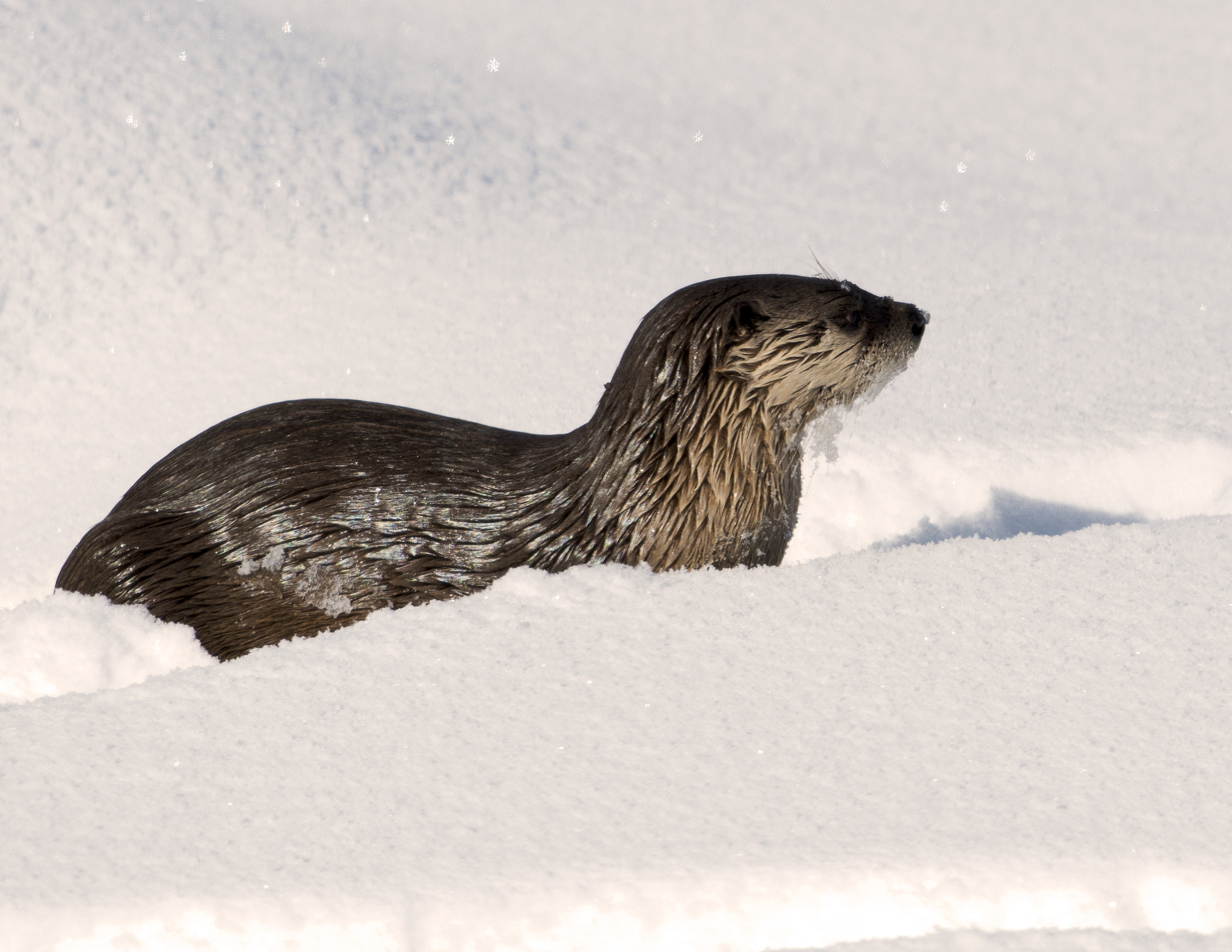 Nikon AF-S Nikkor 800mm F5.6E FL ED VR sample photo. Yellowstone in winter photography