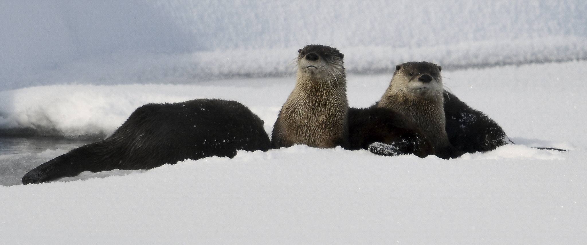 Nikon AF-S Nikkor 800mm F5.6E FL ED VR sample photo. Yellowstone in winter photography