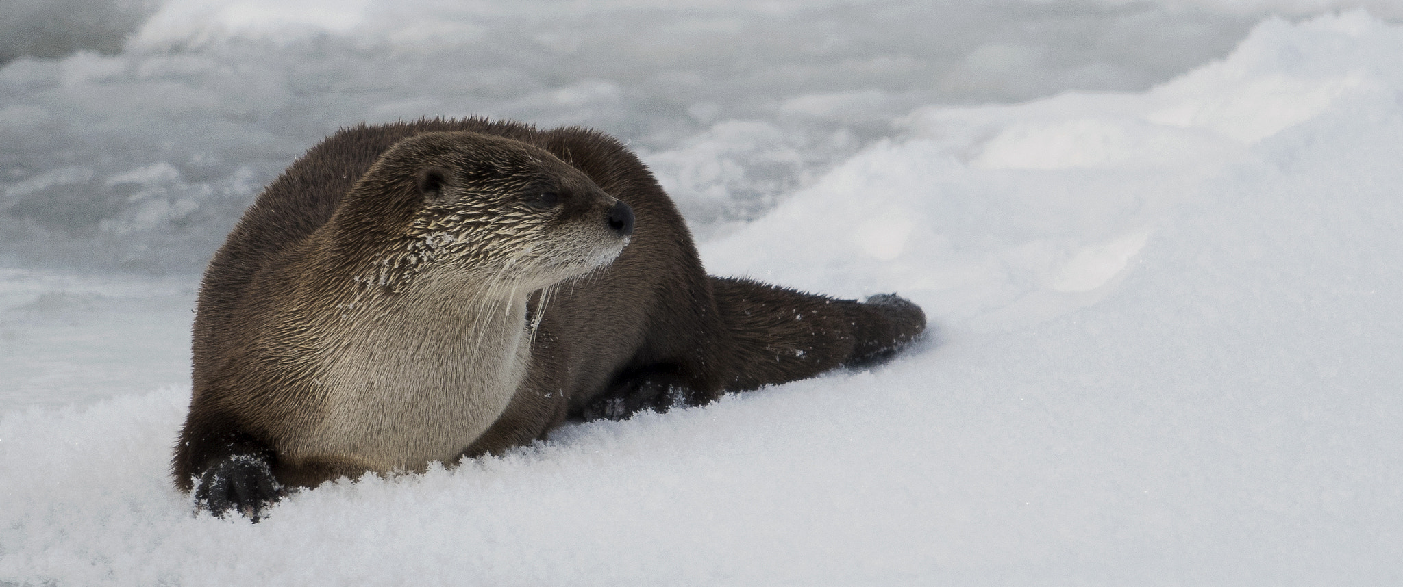 Nikon AF-S Nikkor 800mm F5.6E FL ED VR sample photo. Yellowstone in winter photography
