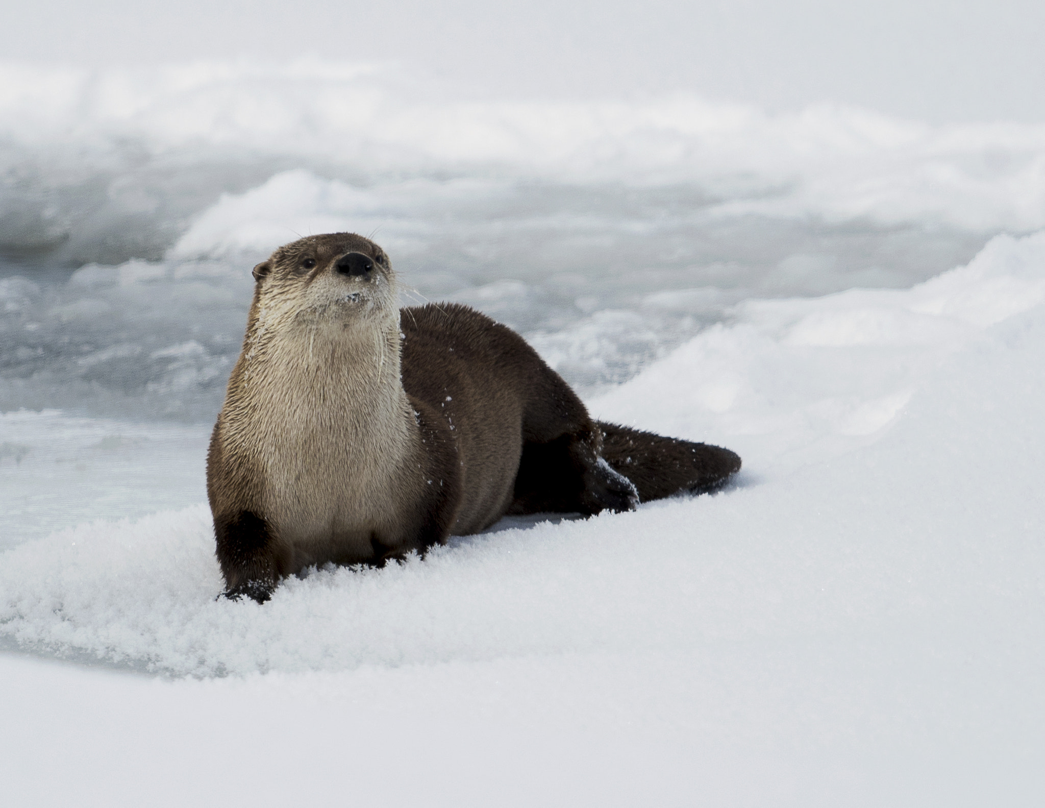 Nikon AF-S Nikkor 800mm F5.6E FL ED VR sample photo. Yellowstone in winter photography