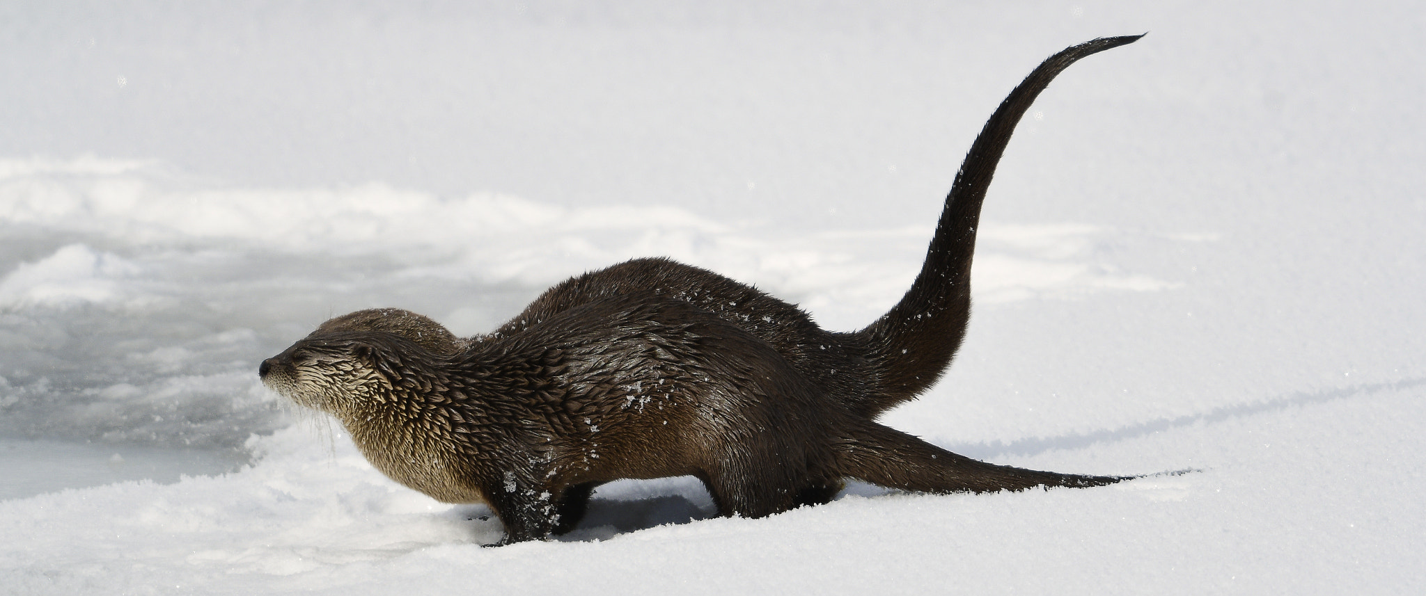 Nikon D500 + Nikon AF-S Nikkor 800mm F5.6E FL ED VR sample photo. Yellowstone in winter photography