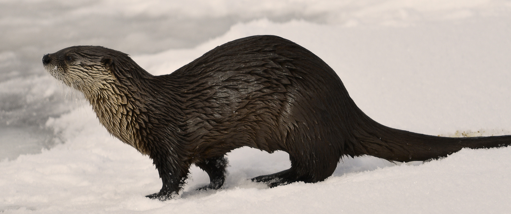 Nikon D500 + Nikon AF-S Nikkor 800mm F5.6E FL ED VR sample photo. Yellowstone in winter photography