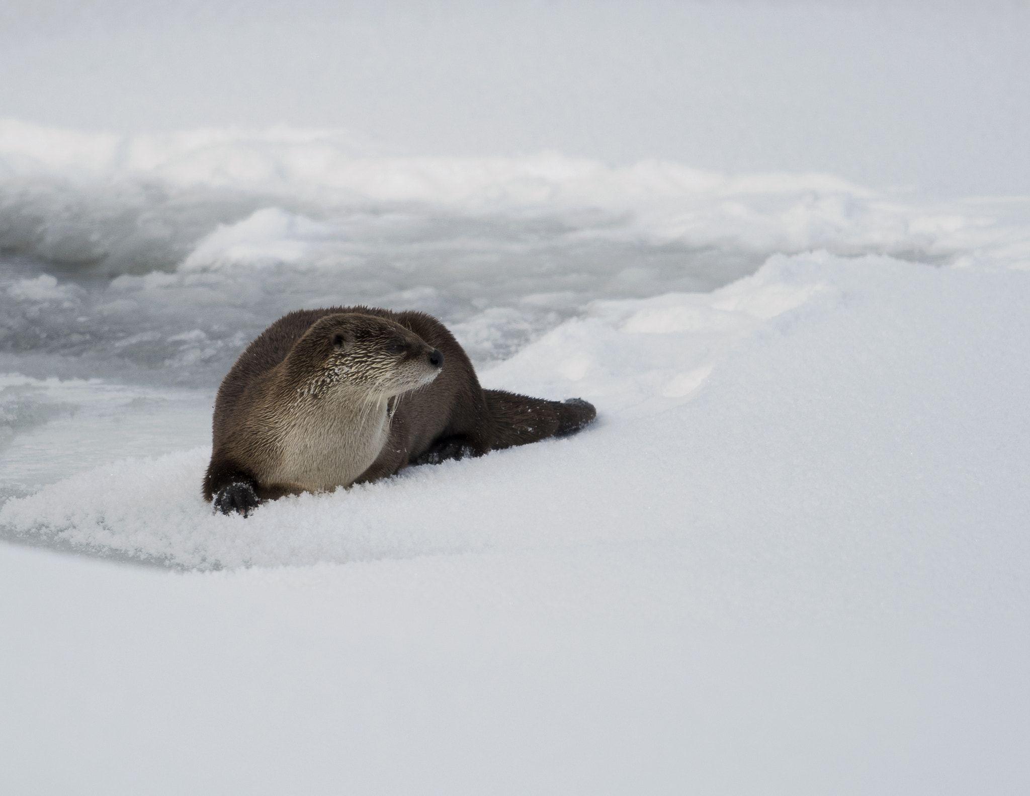 Nikon AF-S Nikkor 800mm F5.6E FL ED VR sample photo. Yellowstone in winter photography