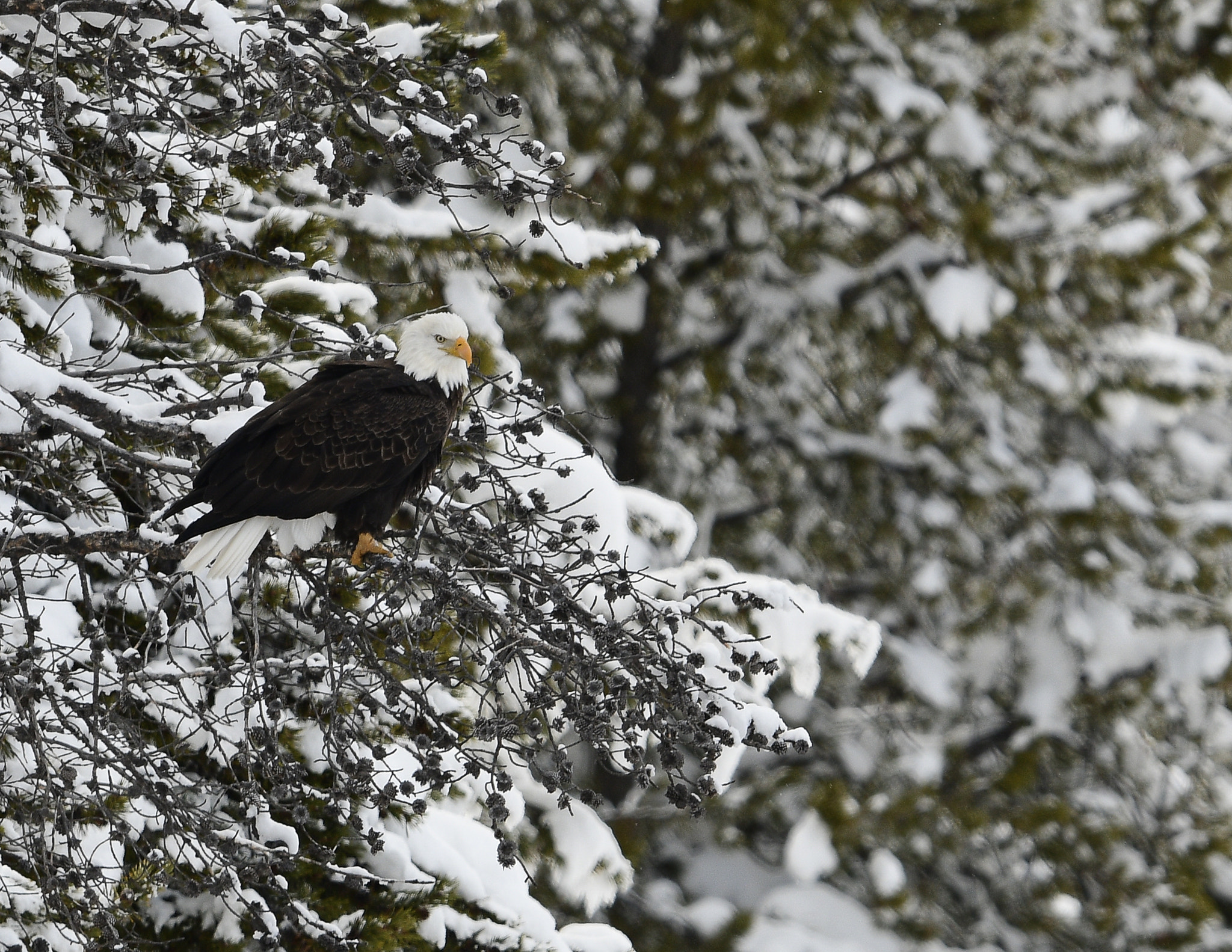 Nikon AF-S Nikkor 800mm F5.6E FL ED VR sample photo. Yellowstone in winter photography