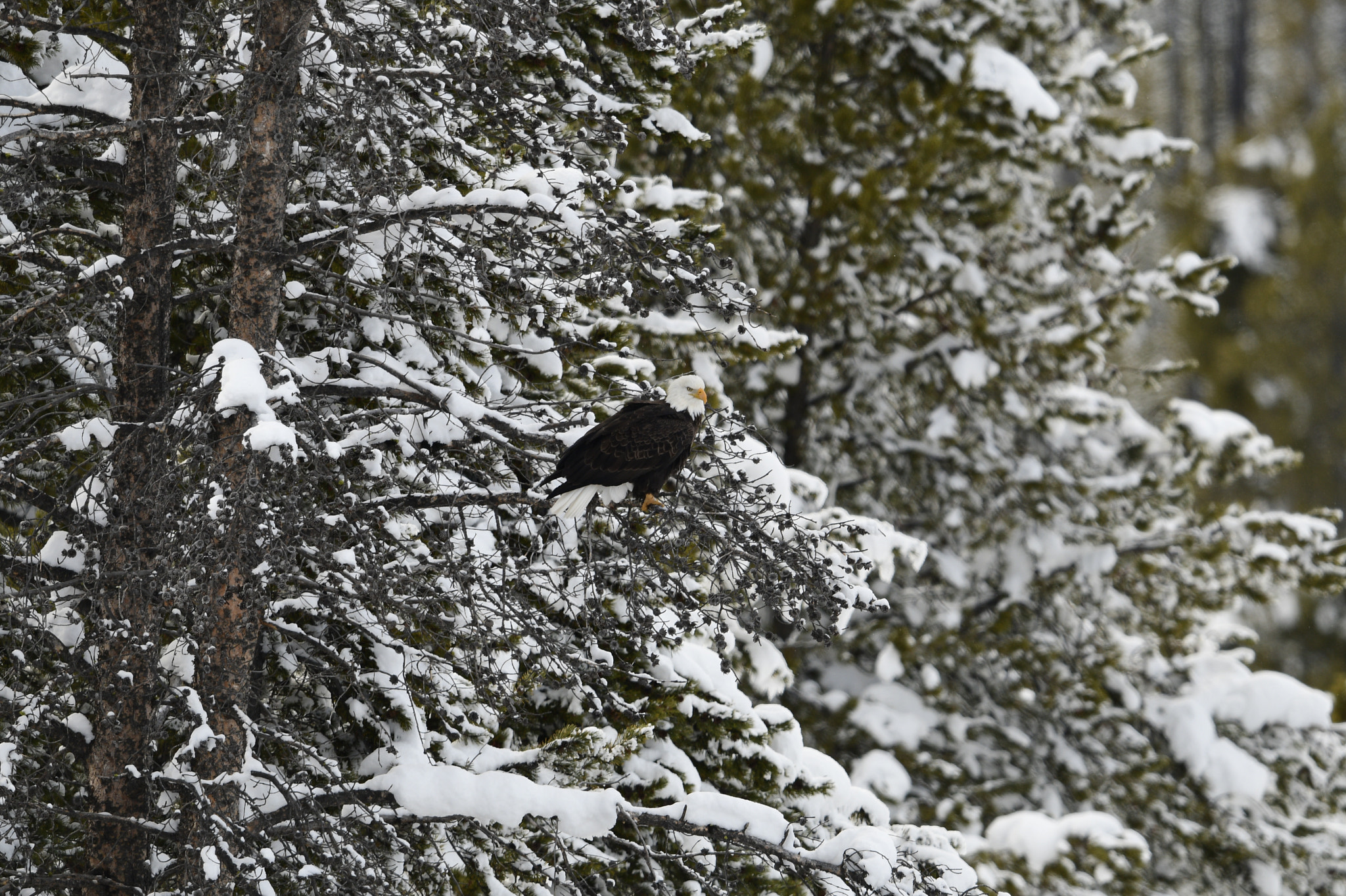 Nikon AF-S Nikkor 800mm F5.6E FL ED VR sample photo. Yellowstone in winter photography