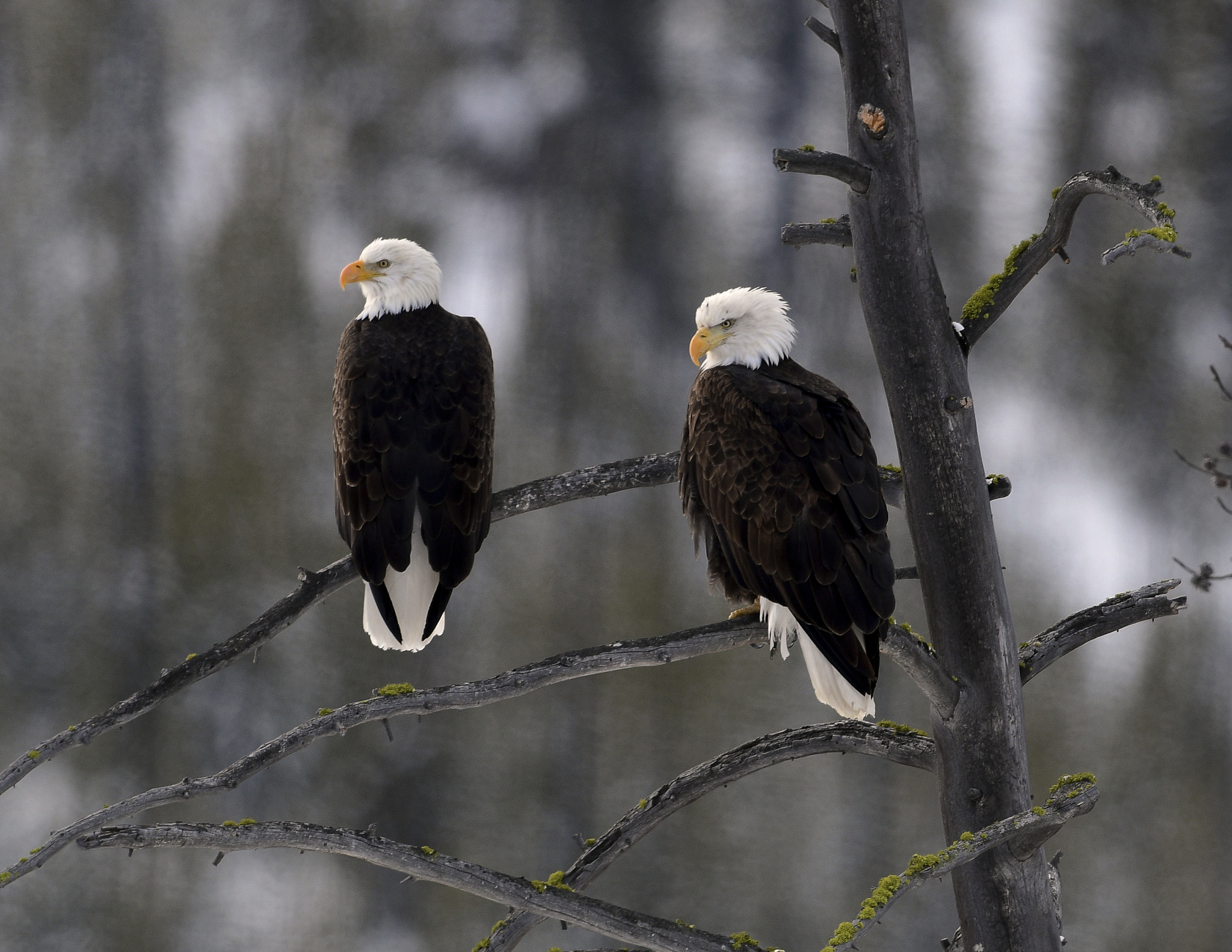 Nikon AF-S Nikkor 800mm F5.6E FL ED VR sample photo. Yellowstone in winter photography