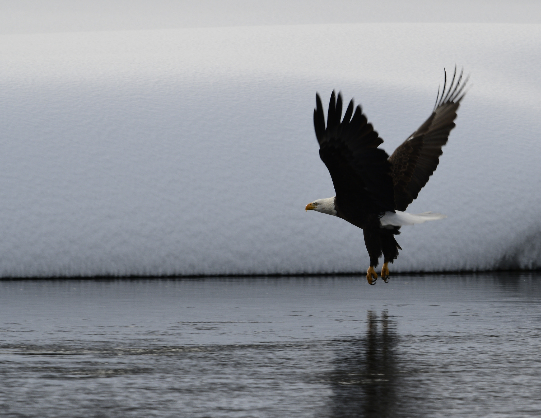 Nikon AF-S Nikkor 800mm F5.6E FL ED VR sample photo. Yellowstone in winter photography
