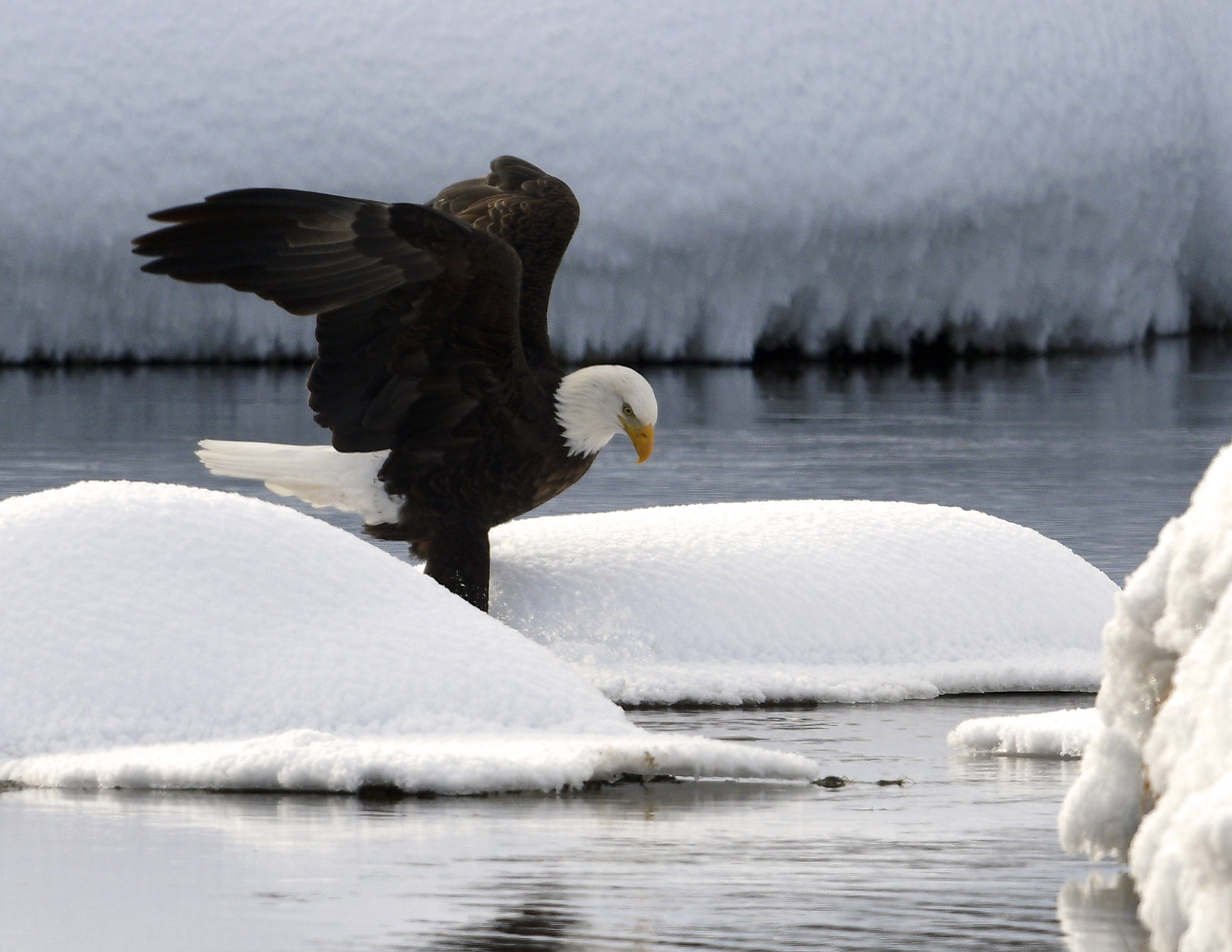 Nikon AF-S Nikkor 800mm F5.6E FL ED VR sample photo. Yellowstone in winter photography
