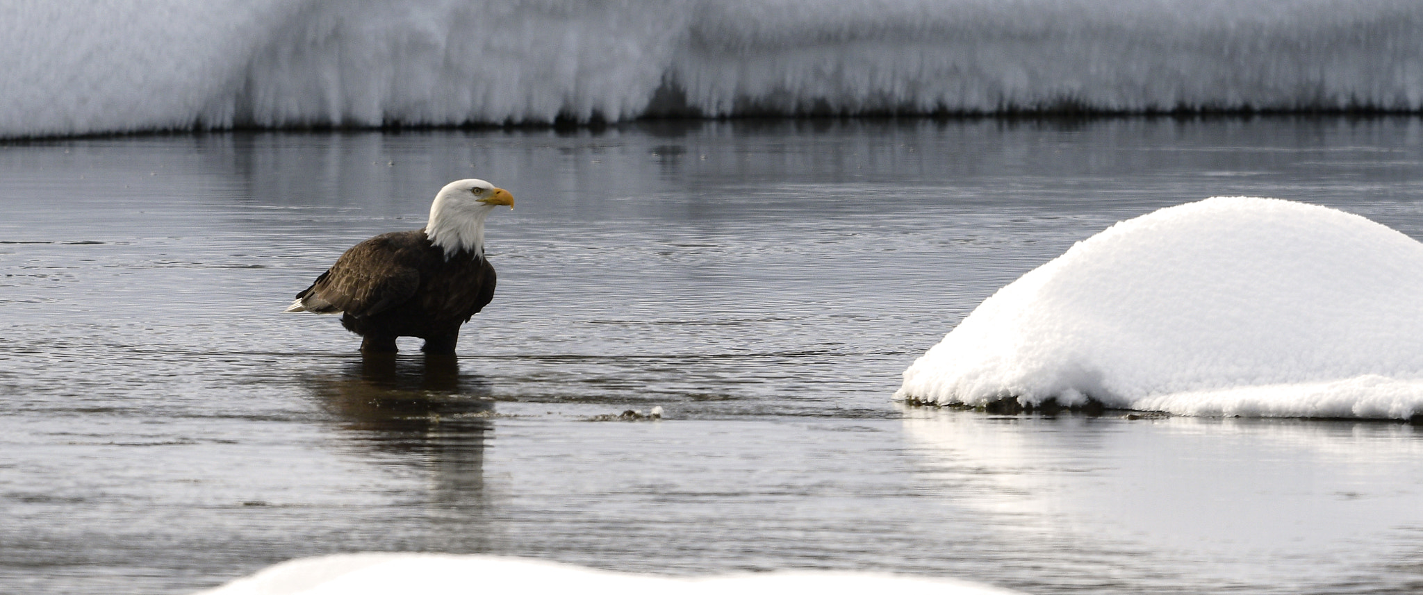 Nikon D500 + Nikon AF-S Nikkor 800mm F5.6E FL ED VR sample photo. Yellowstone in winter photography