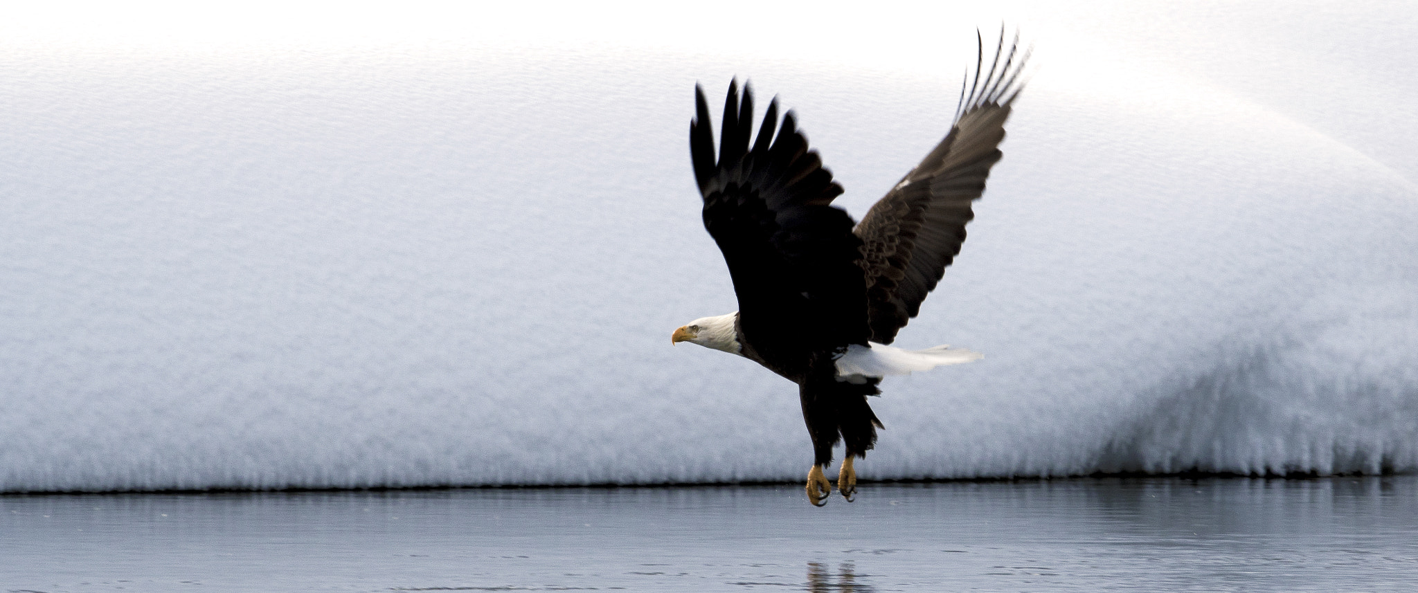 Nikon AF-S Nikkor 800mm F5.6E FL ED VR sample photo. Yellowstone in winter photography