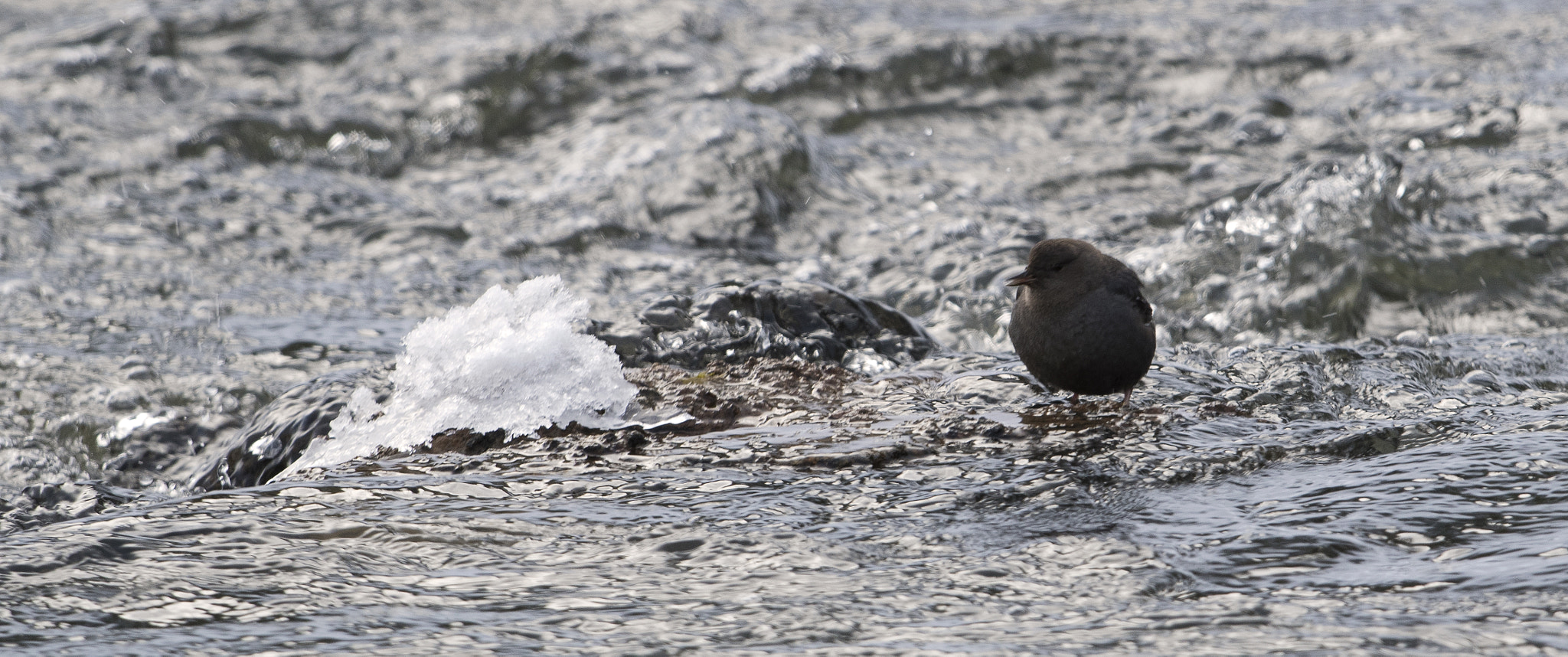 Nikon D500 + Nikon AF-S Nikkor 800mm F5.6E FL ED VR sample photo. Yellowstone in winter photography