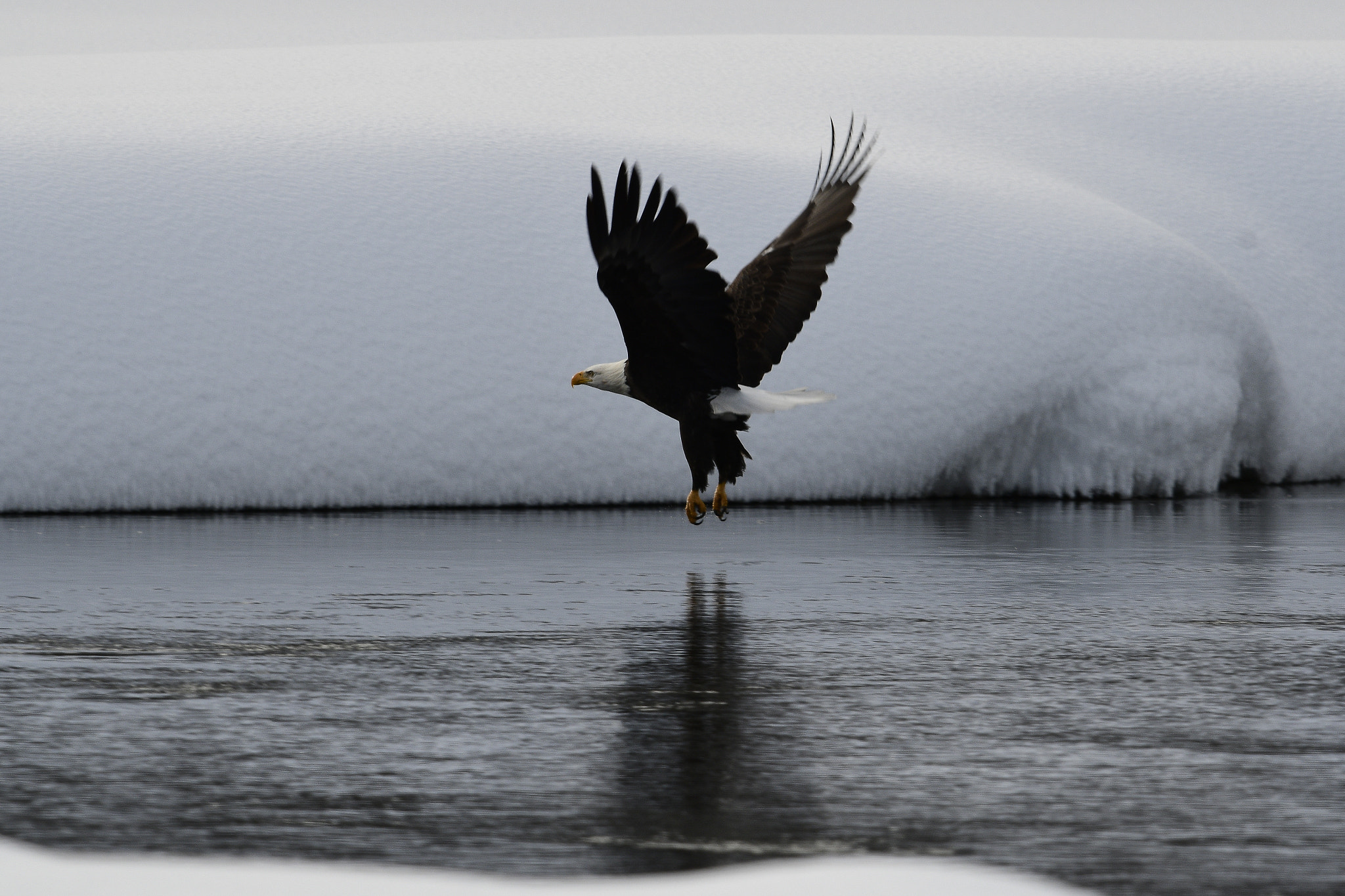 Nikon AF-S Nikkor 800mm F5.6E FL ED VR sample photo. Yellowstone in winter photography